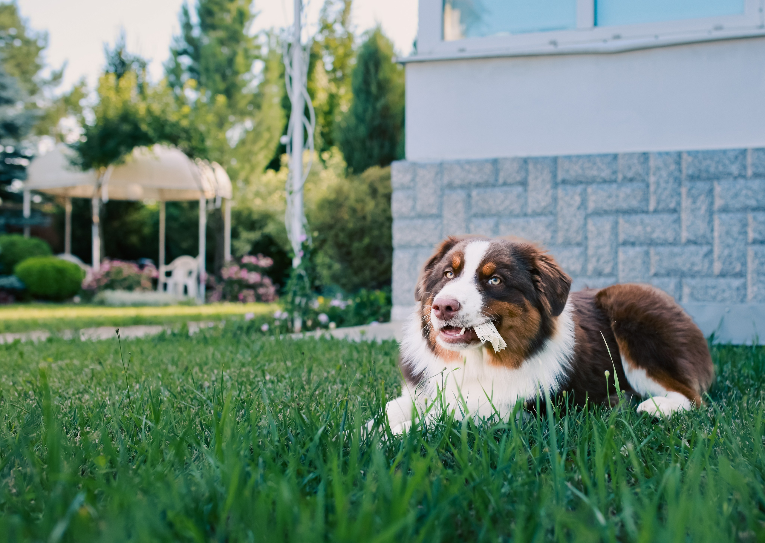 Аусси 2. Фотограф репортажей и стритфотосессий в Москве Людмила Смирнова