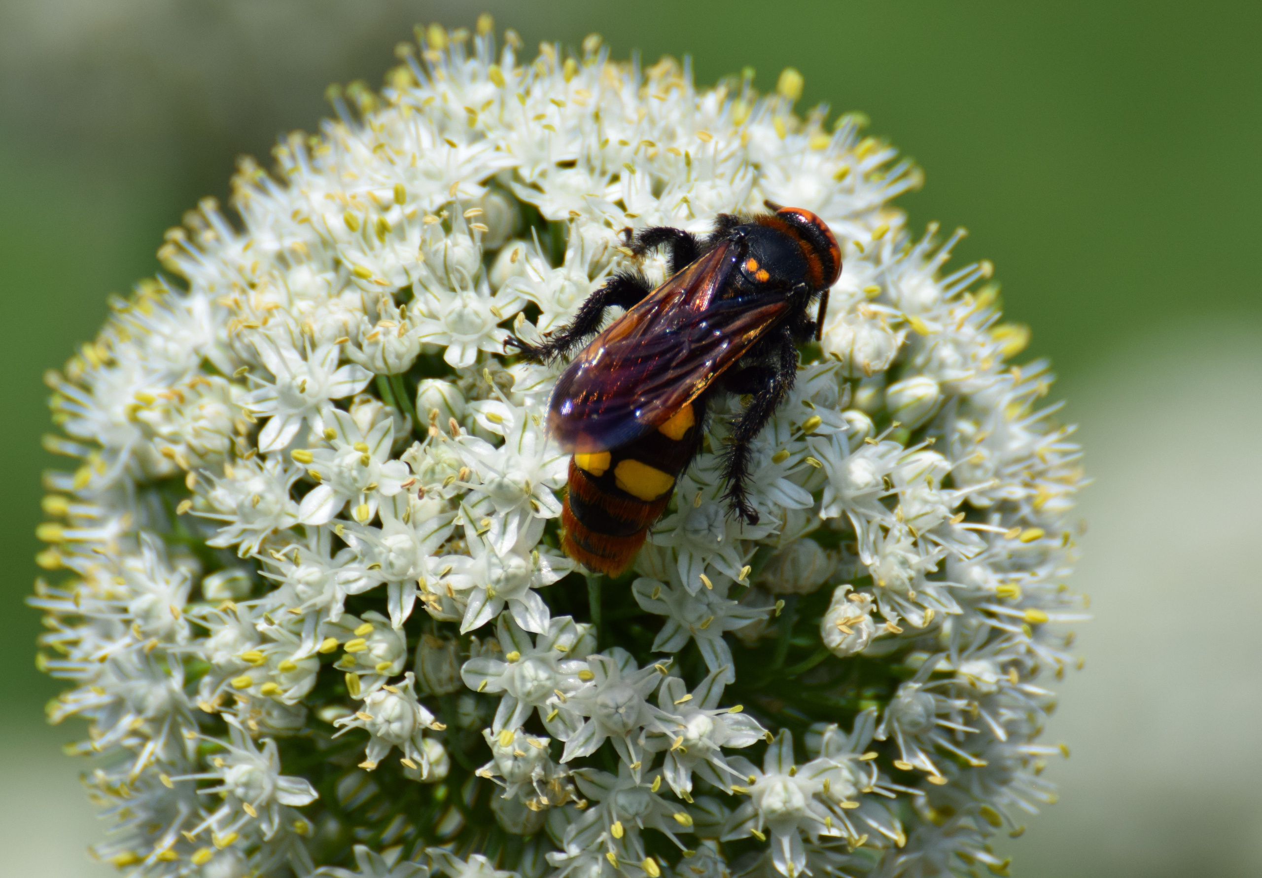 Насекомые. Фотограф Вадим Хмурковский