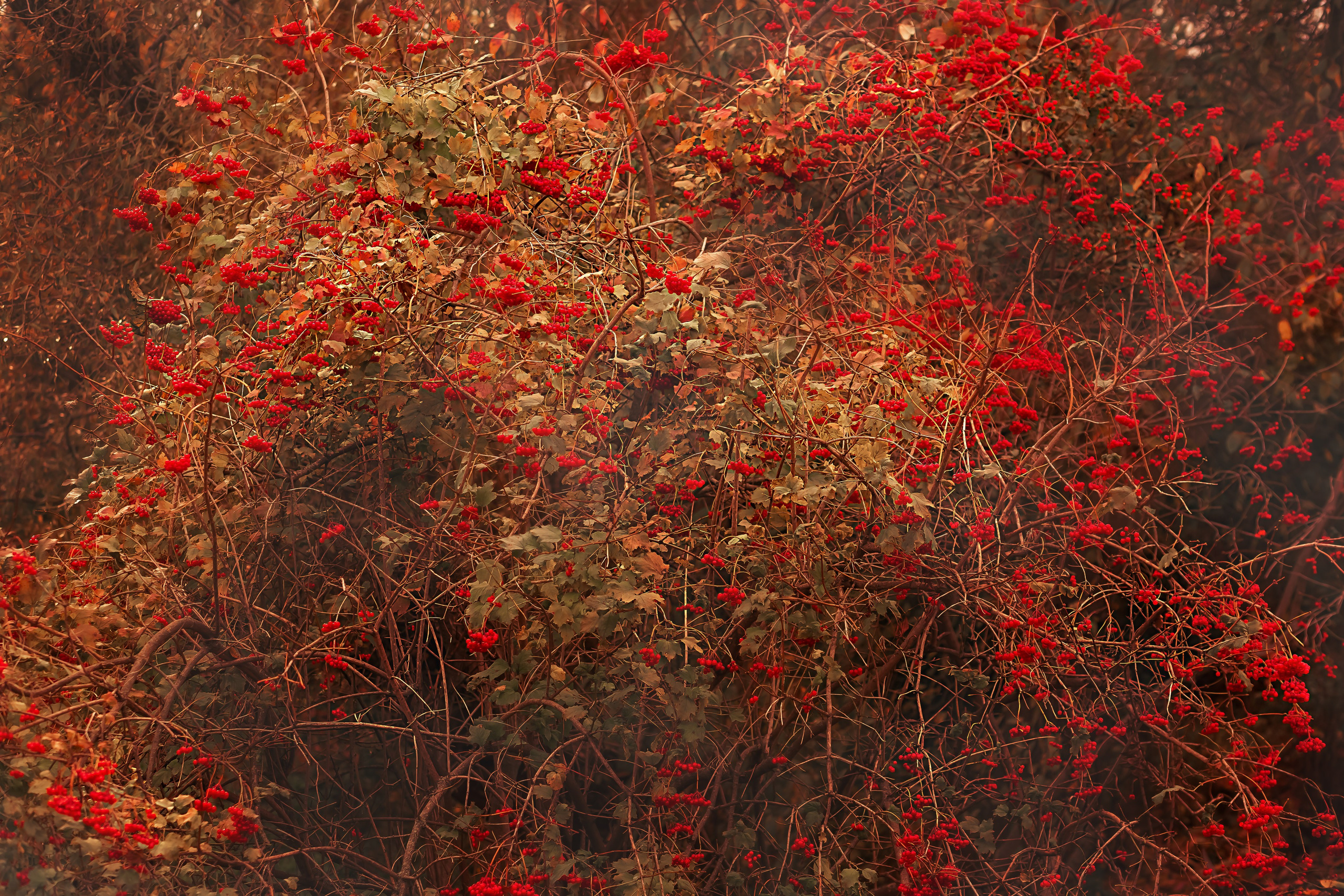 Тарханы. Съемка Таинств Крещения Венчания, детские и семейные съемки в Пензе