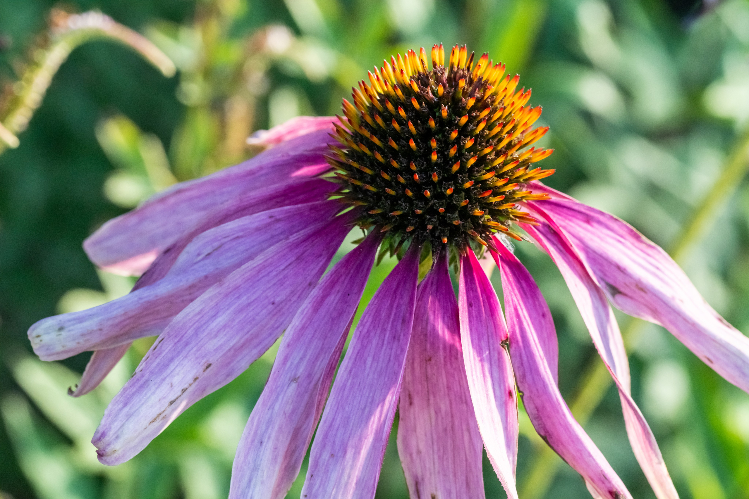Осенний цветок в парке Монрепо