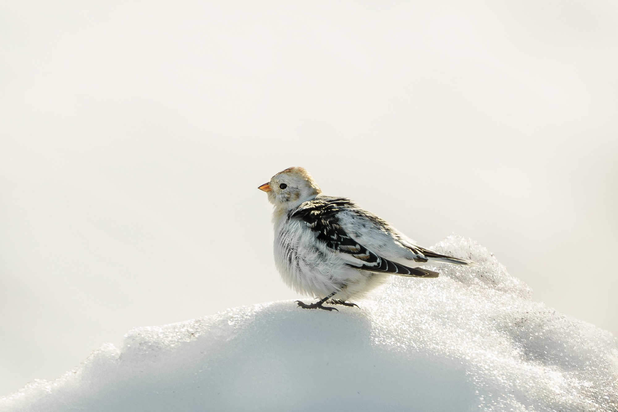 Удивительные мир птиц. Вокруг нас столько прекрасного — присмотритесь!. Ваш личный фотограф Марина Волкова