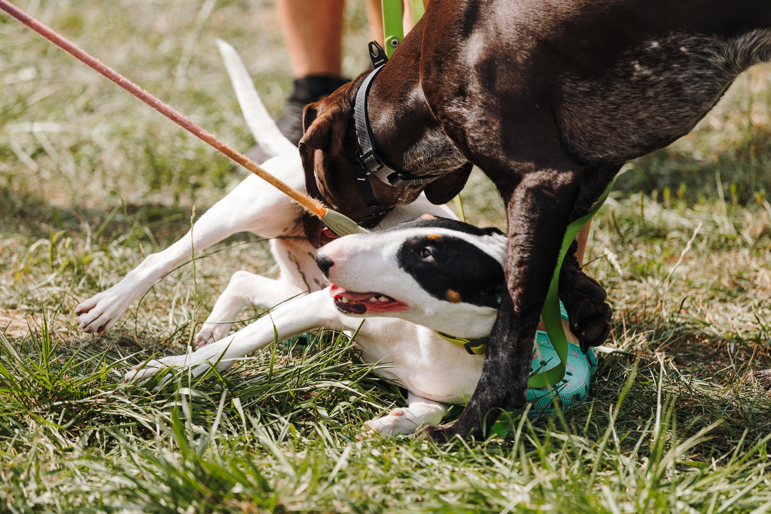Petshop Sup day. Фотограф анималист Кристина Карпова, Москва