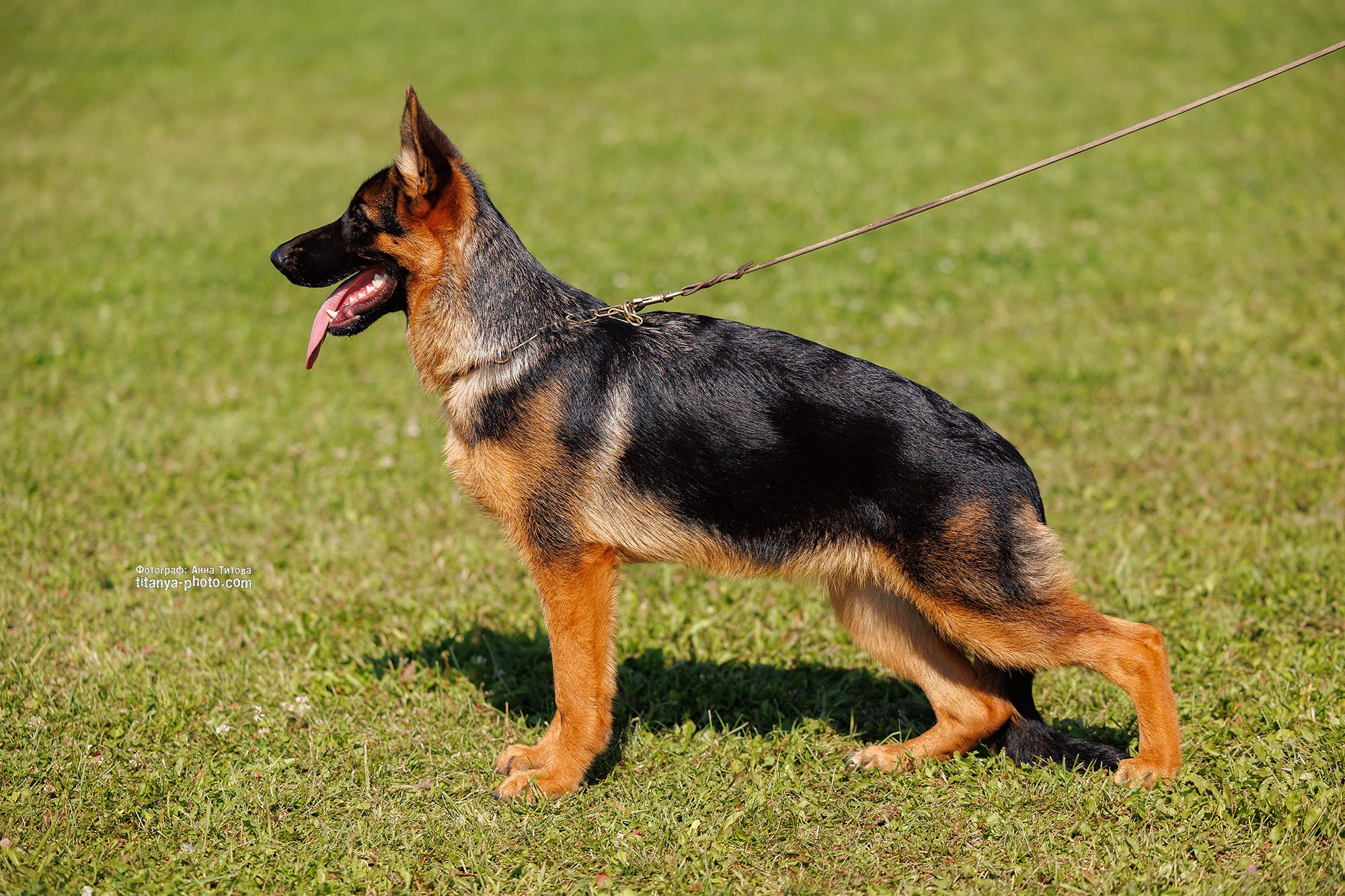 Немецкие овчарки: фото из рингов и вне ринга, мутпроба (фотографии с выставок). Фотограф собак, фотограф-анималист Аня Титова (Titanya). Москва