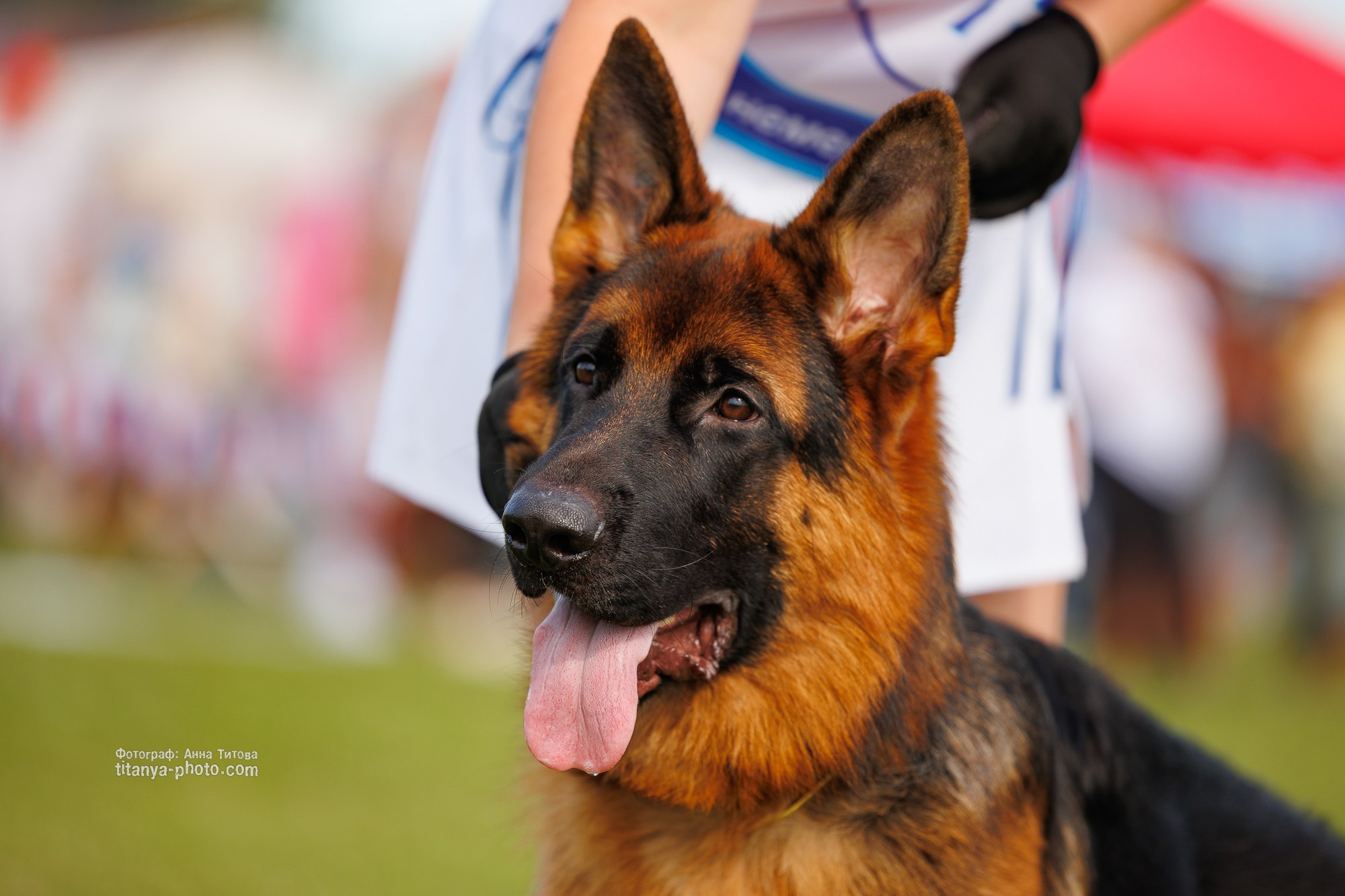 Немецкие овчарки: фото из рингов и вне ринга, мутпроба (фотографии с выставок). Фотограф собак, фотограф-анималист Аня Титова (Titanya). Москва