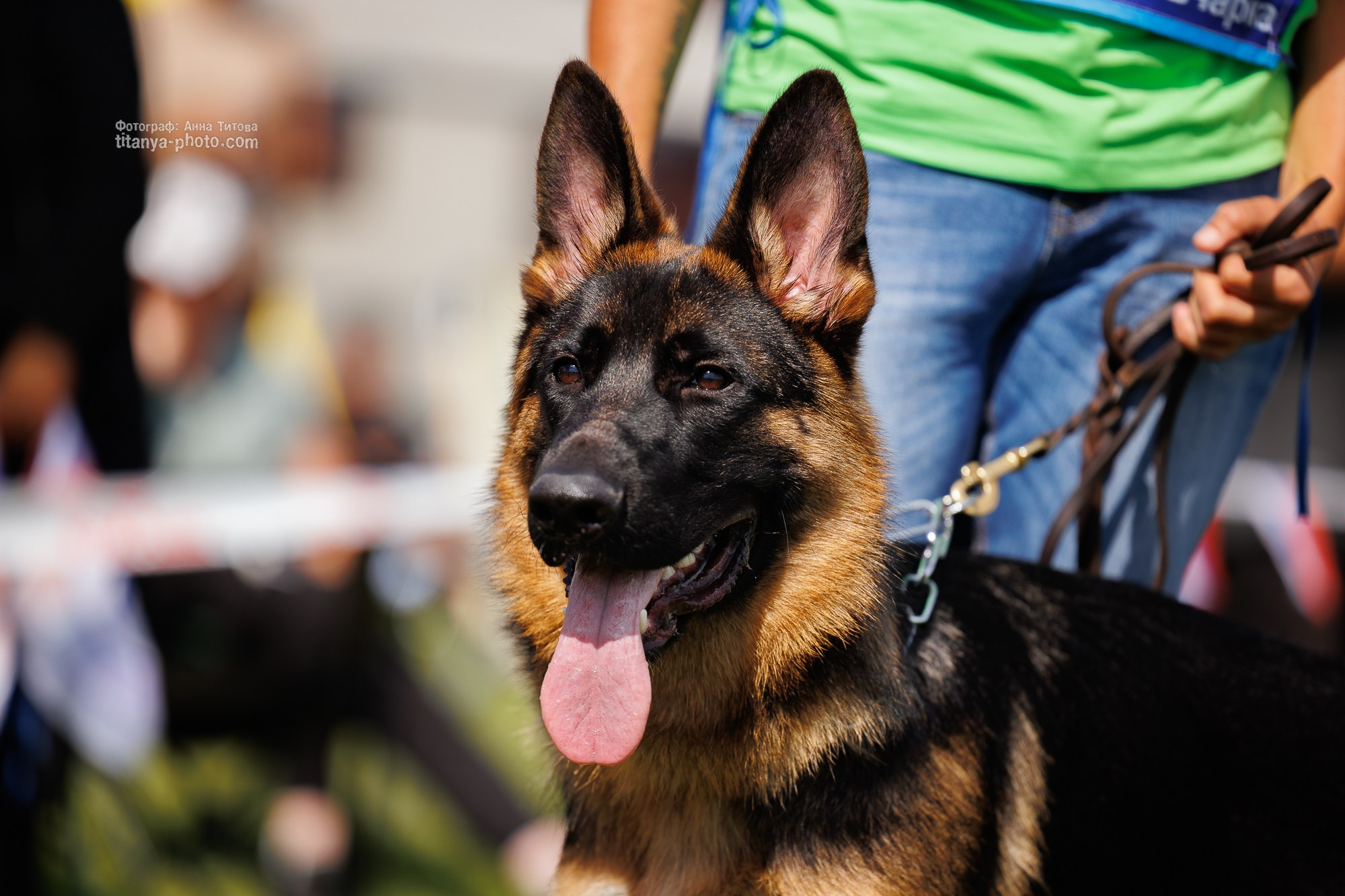 Немецкие овчарки: фото из рингов и вне ринга, мутпроба (фотографии с выставок). Фотограф собак, фотограф-анималист Аня Титова (Titanya). Москва
