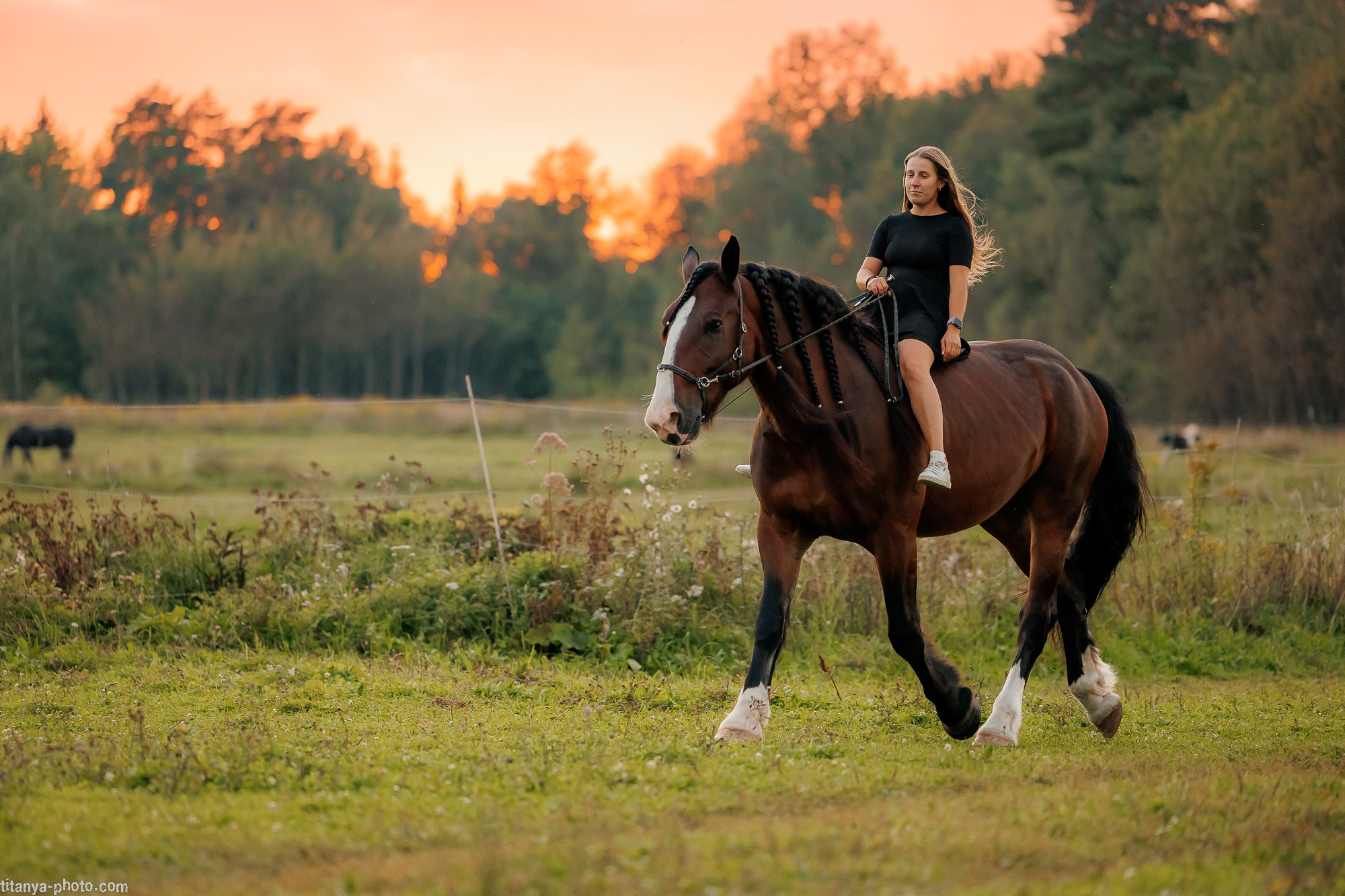 Закатная семейная фотосессия: про Настю и её дружную семью. Фотограф собак, фотограф-анималист Аня Титова (Titanya). Москва