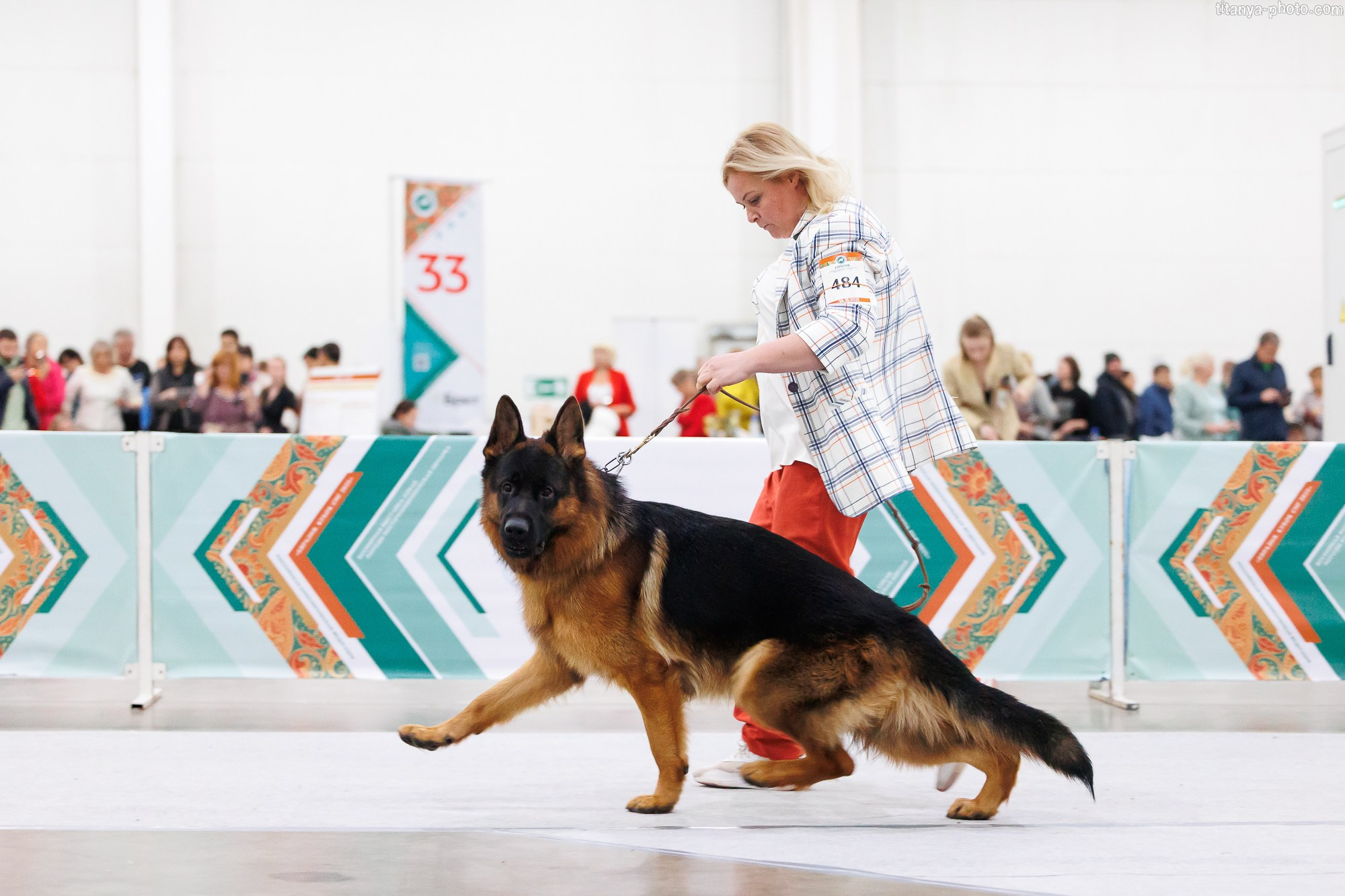 «Евразия-2025»: картинки с выставки. Фотограф собак, фотограф-анималист Аня Титова (Titanya). Москва