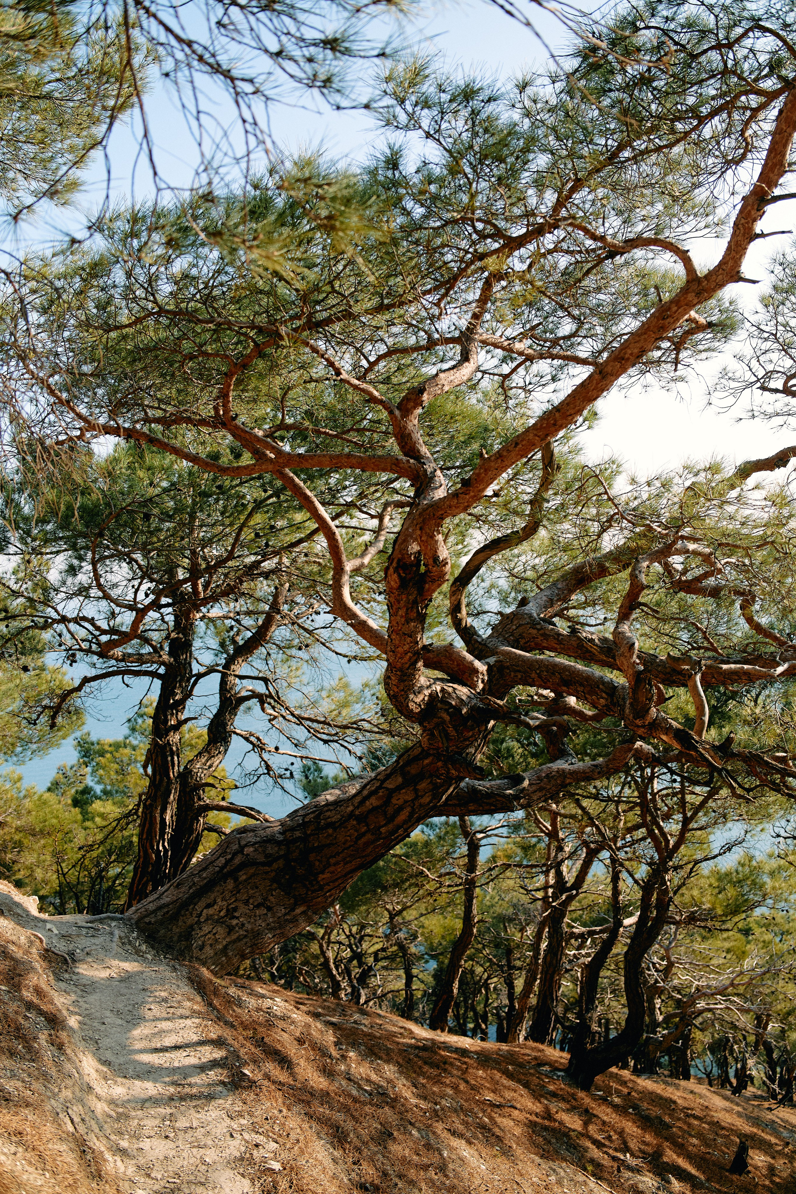 Юг России. Профессиональный Фотограф во Владимире, в Москве и в Суздале — Полина Романычева