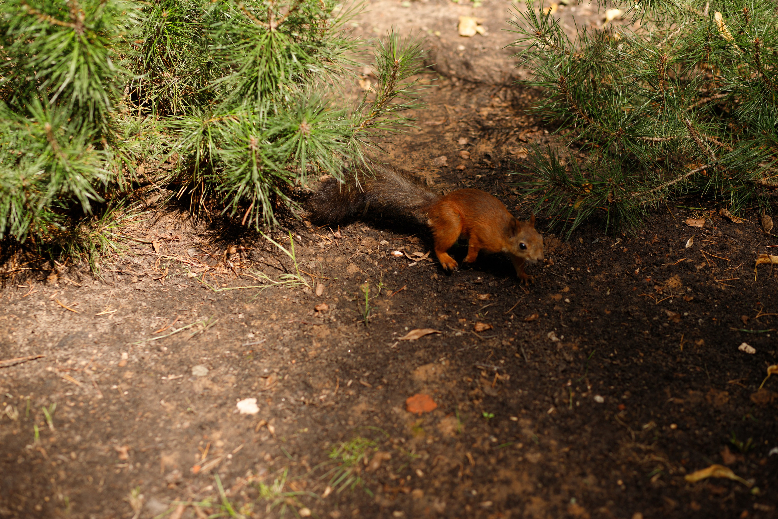 Лена и Максим. Фотограф Юлия Обрезкова Нижний Новгород