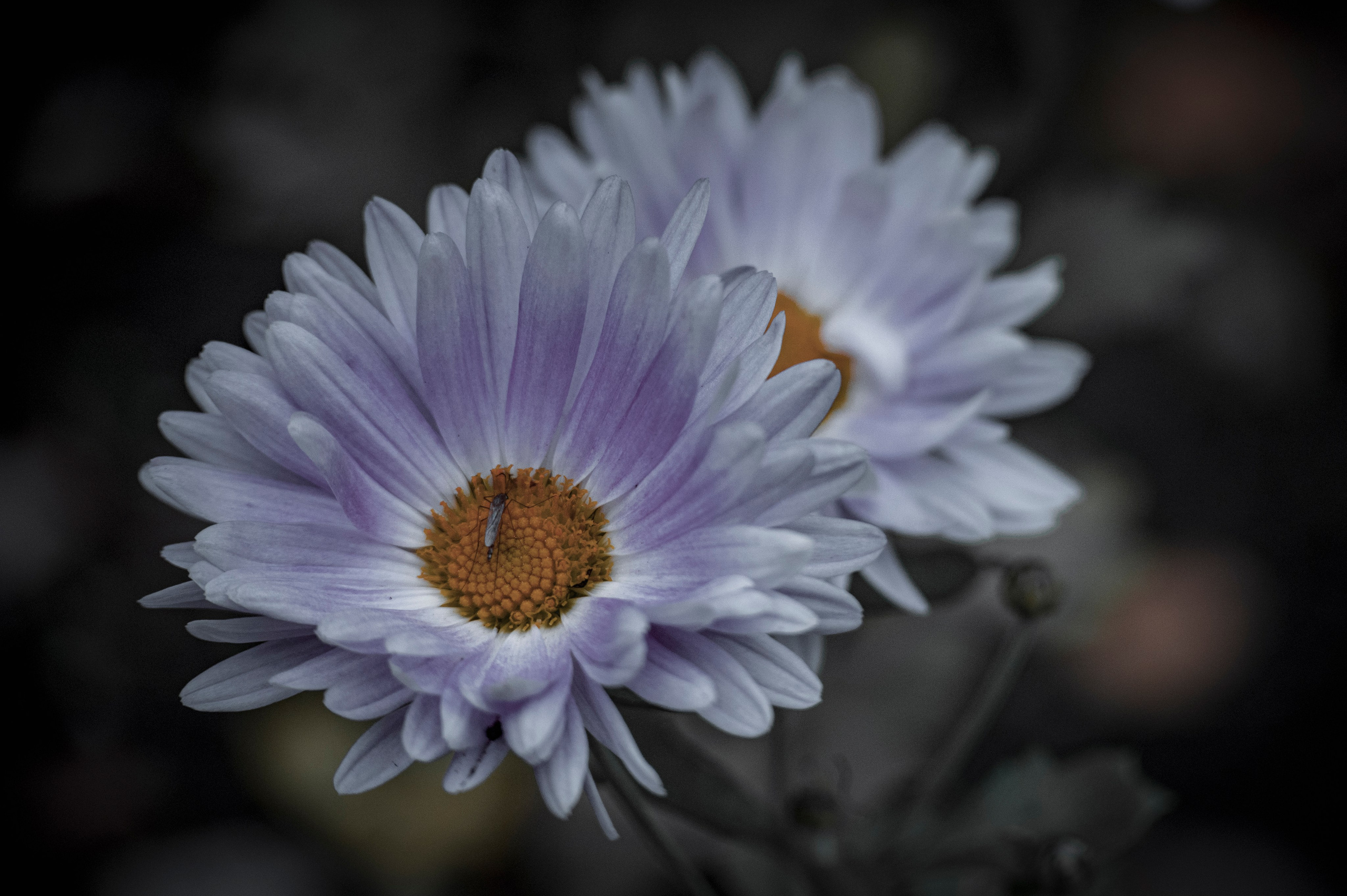 Осенние цветы. Фотограф Роман Адлер