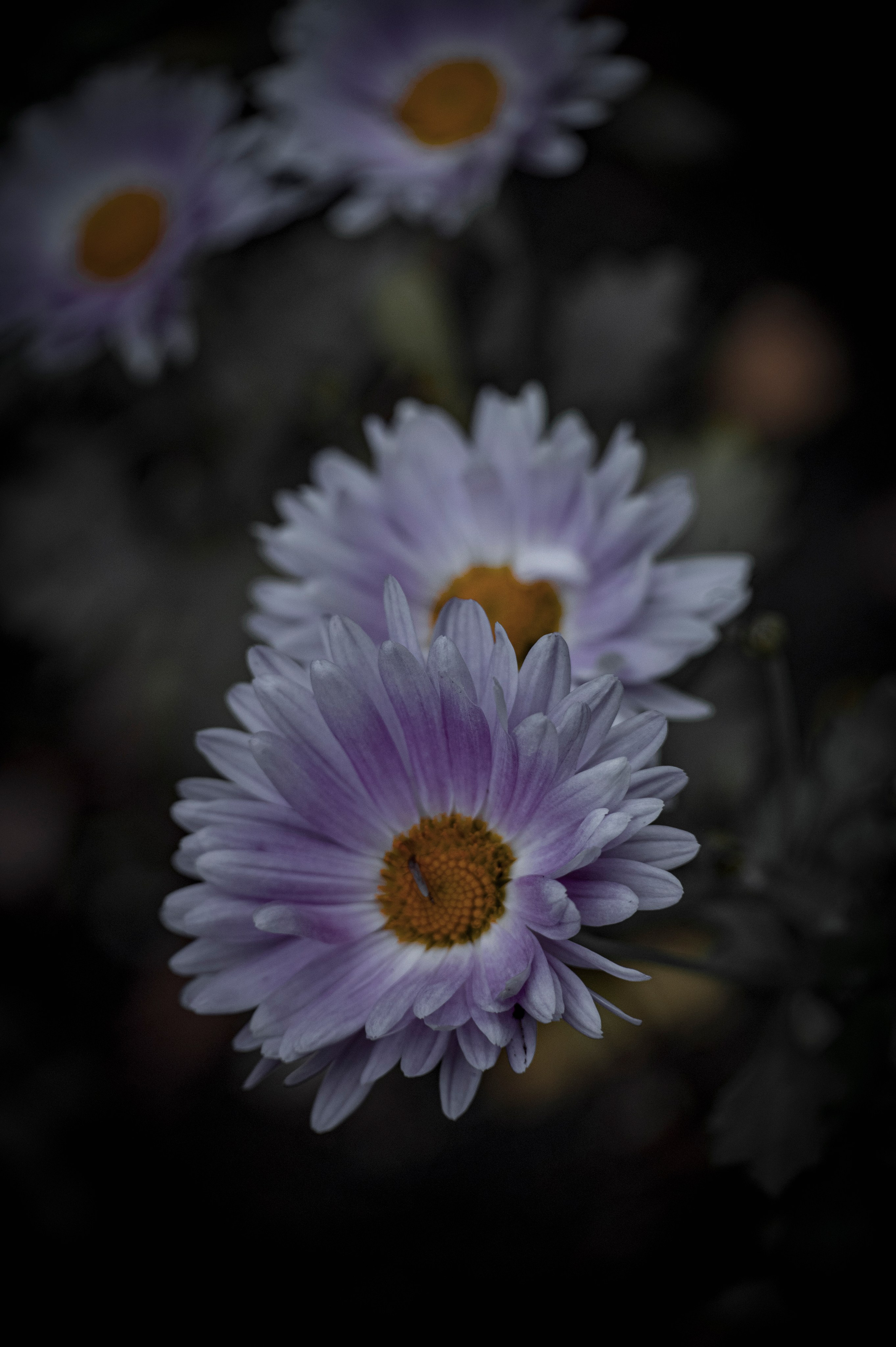 Осенние цветы. Фотограф Роман Адлер