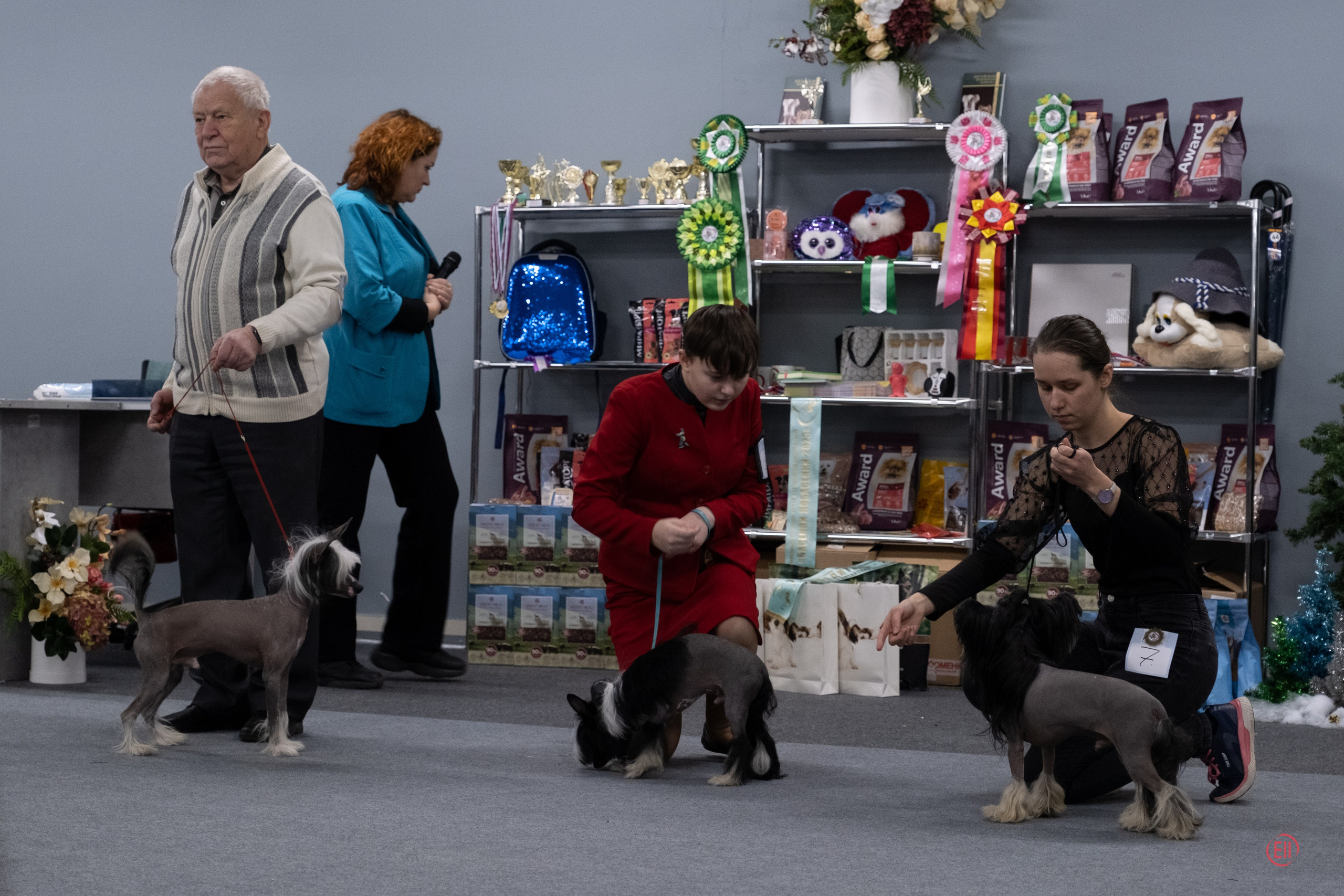 Праздник породы «Яркий мир китайских хохлатых собак». Питомник китайских хохлатых собак Poale Ell: купить щенка
