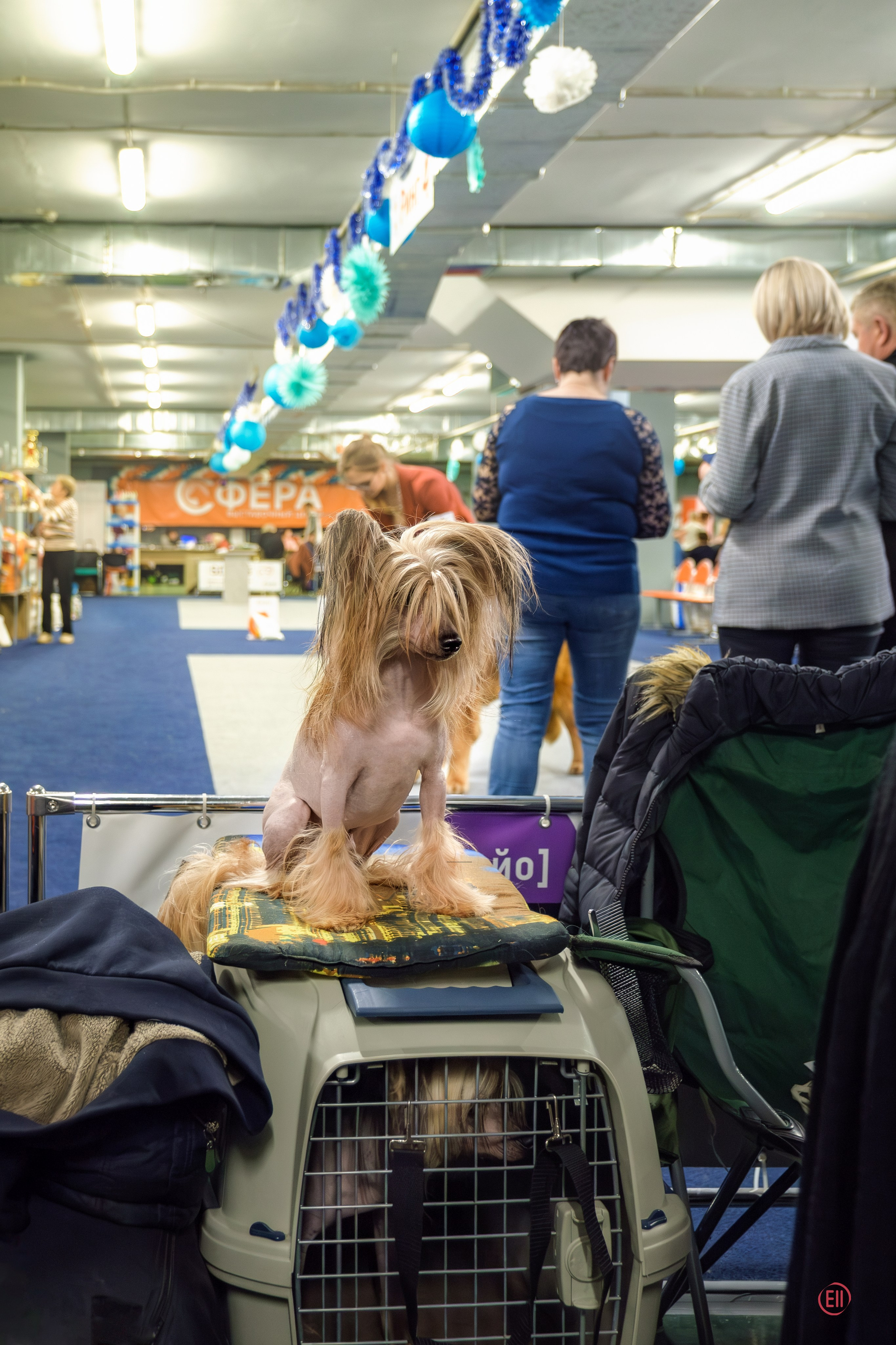 We have completed the 2023 exhibition season. Chinese Crested Dog Kennel Poale Ell