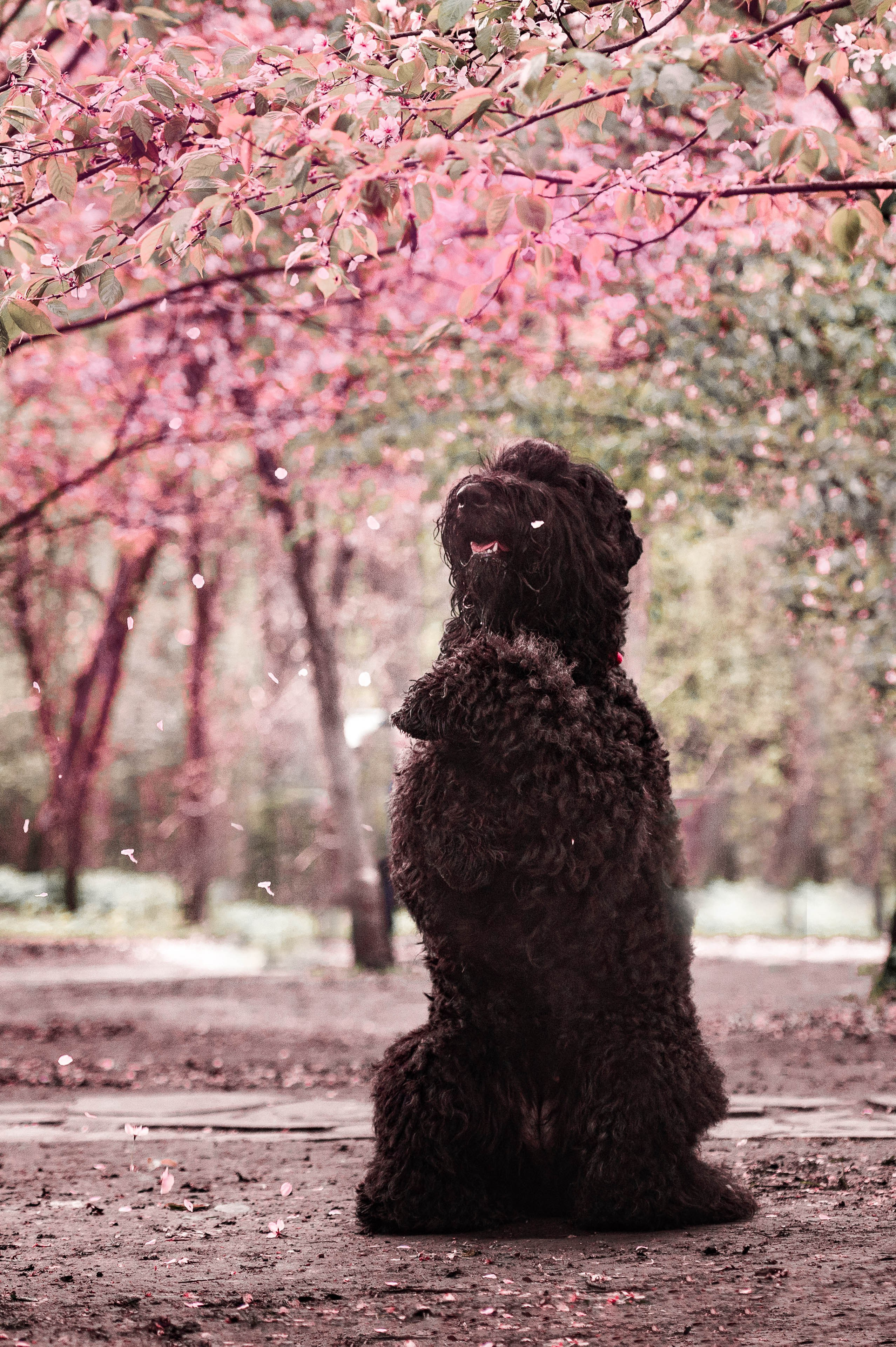 Черныши, сакура и краски холи. Фотограф-анималист
