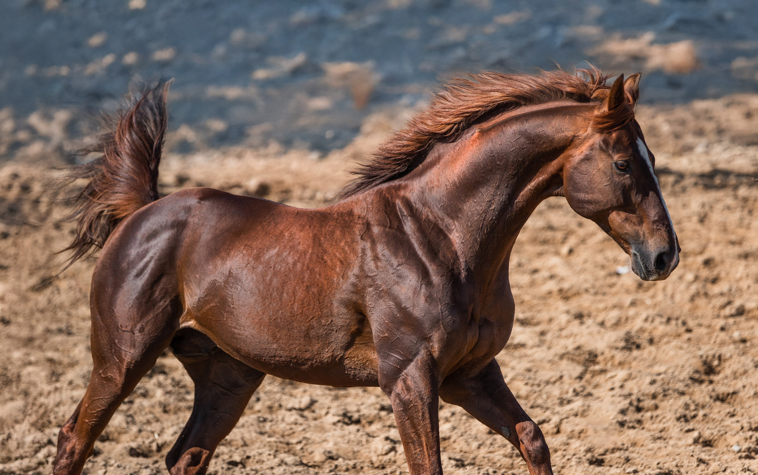 В движении. Фотограф-анималист Ксендзова Кристина