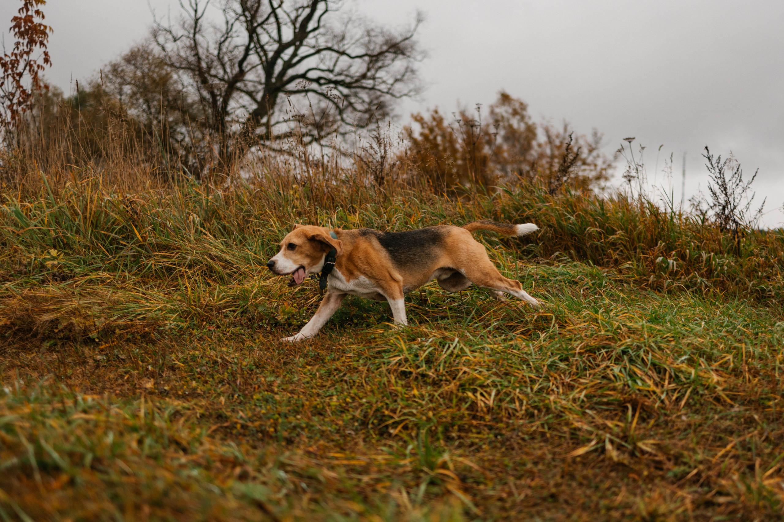 Лена и Тайгер. Фотограф — Анималист | Санкт-Петербург