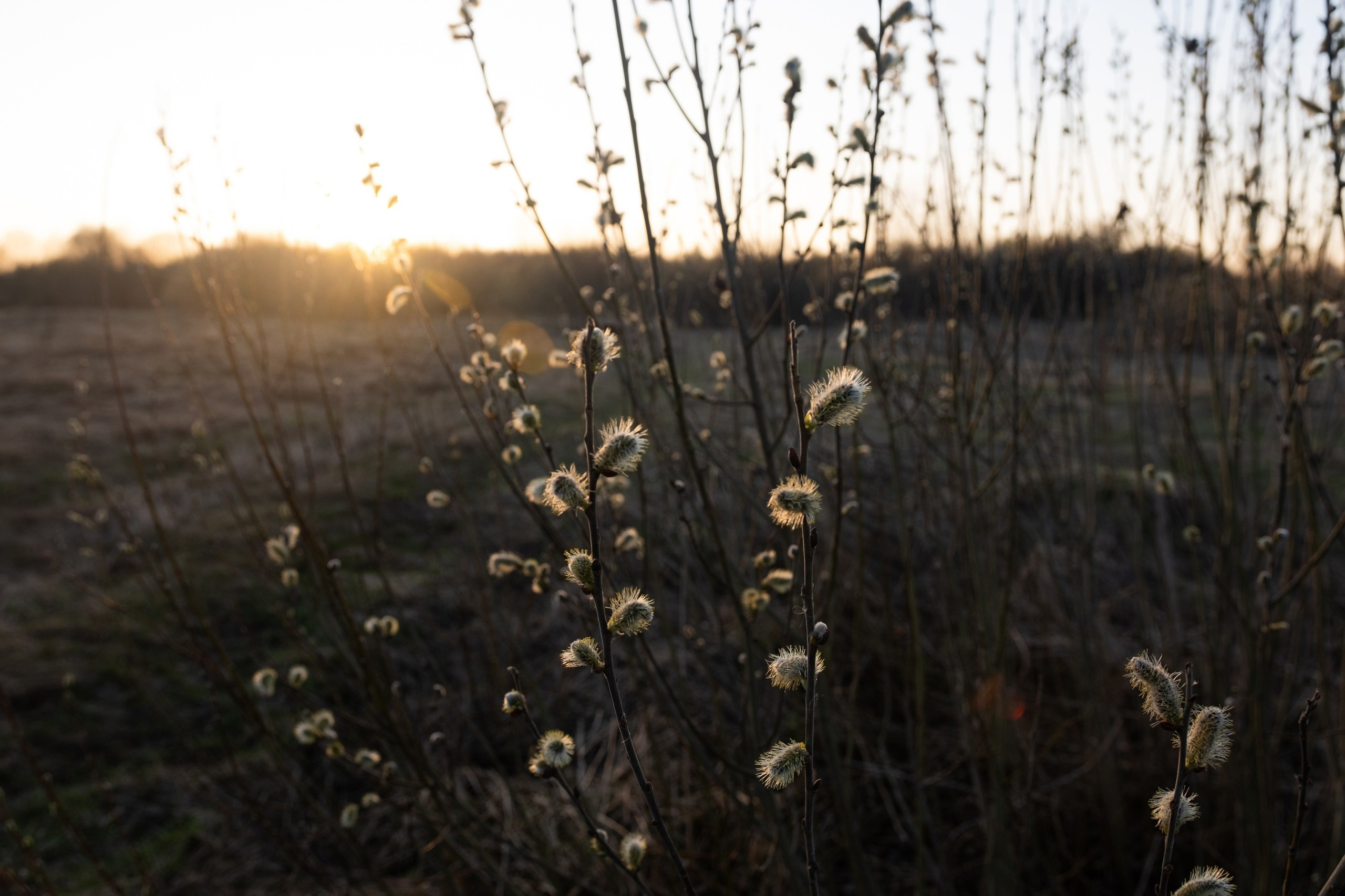 Село Васильевское. Фотограф в Москве Максим Скоробогатов