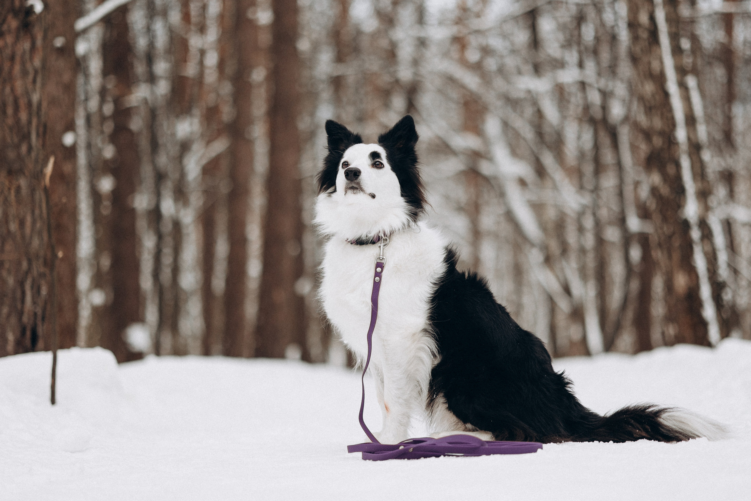 Амуниция «Бобик» 2. Фотораф — анималист Мария Шистка