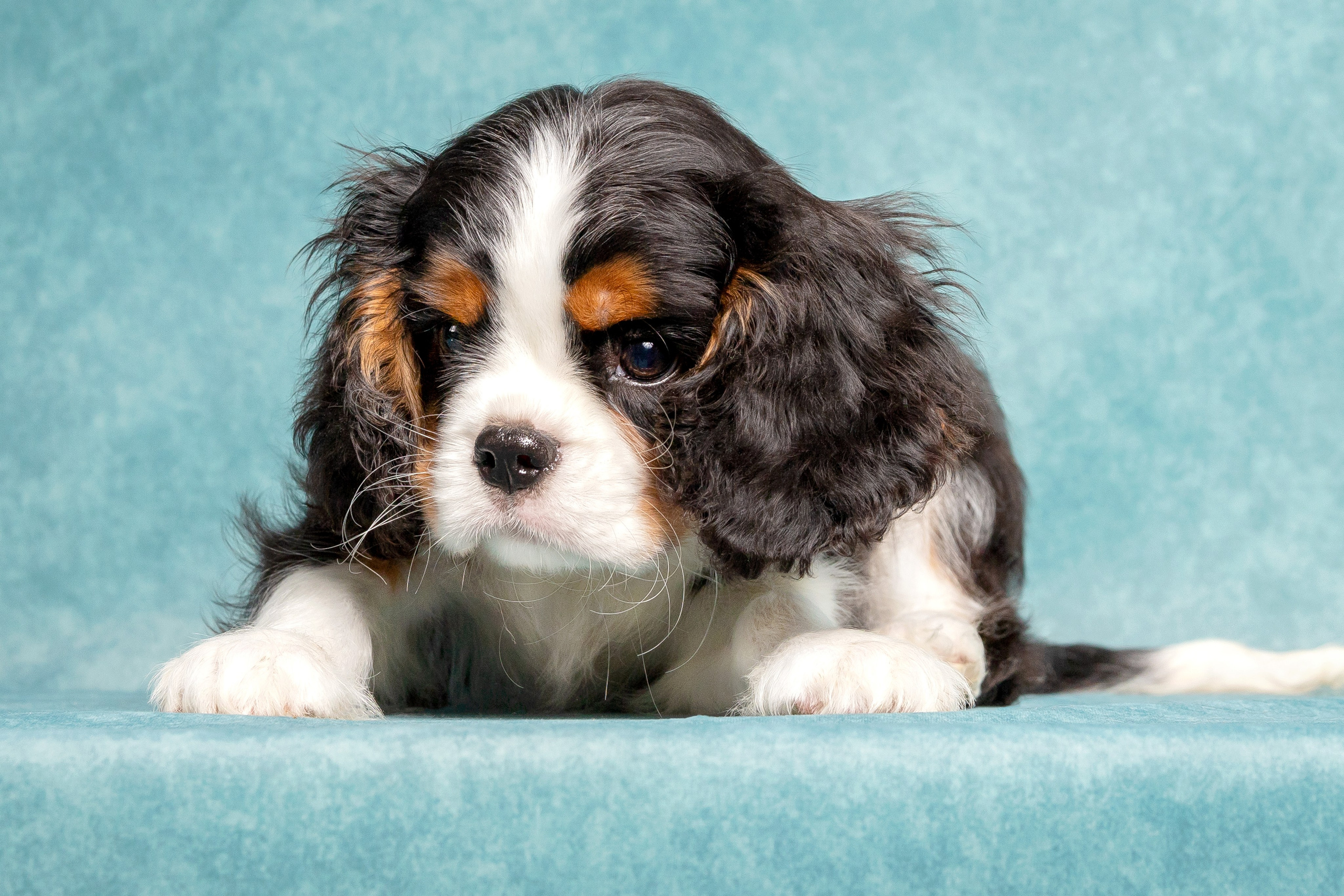 Кавалер Кинг Чарльз спаниель. Юлия Микульская. Рыбинск