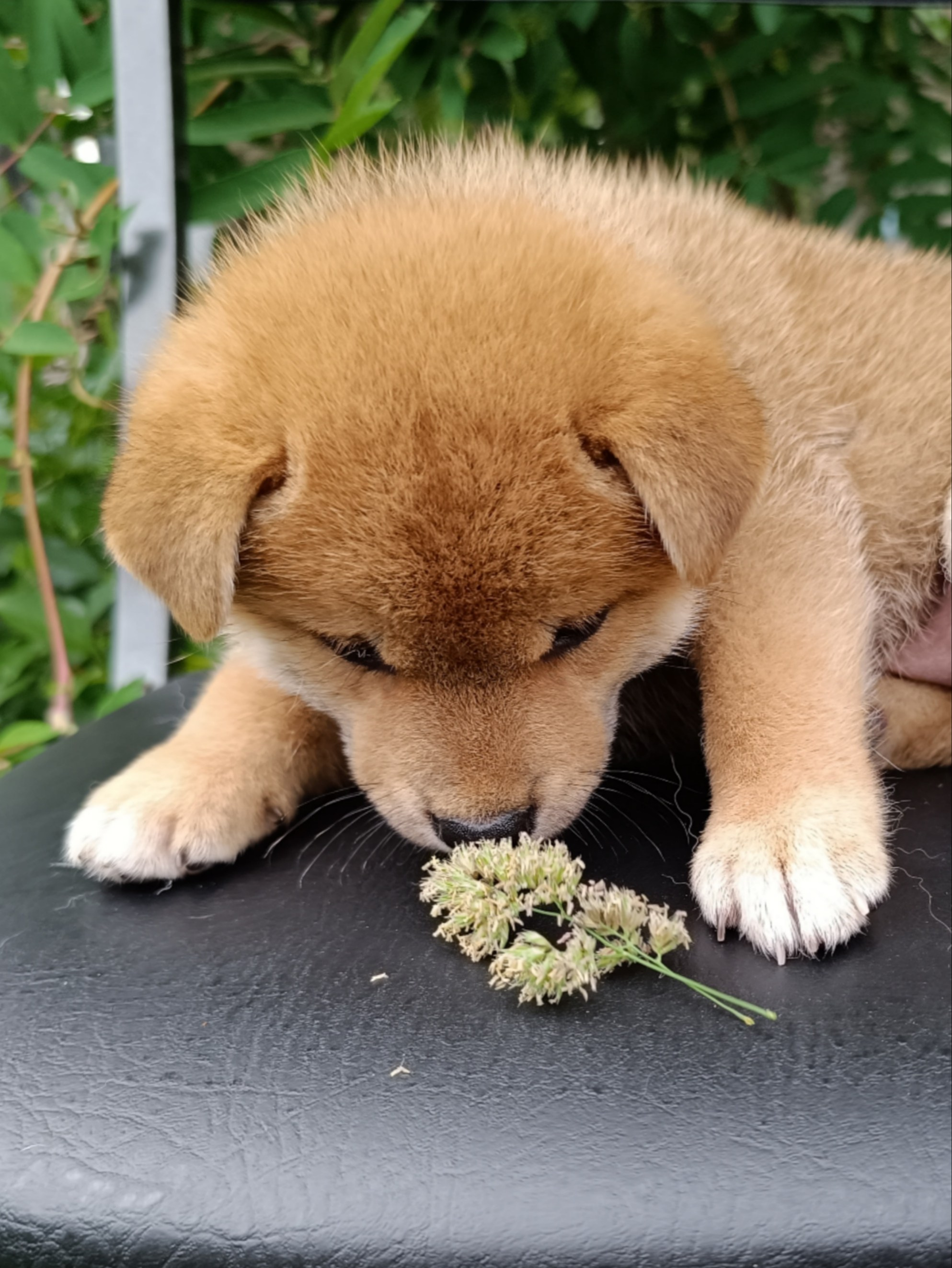 сиба питомник Рубилайт щенки на продажу rubylight  сиба щенки купить СПб Санкт-Петербург