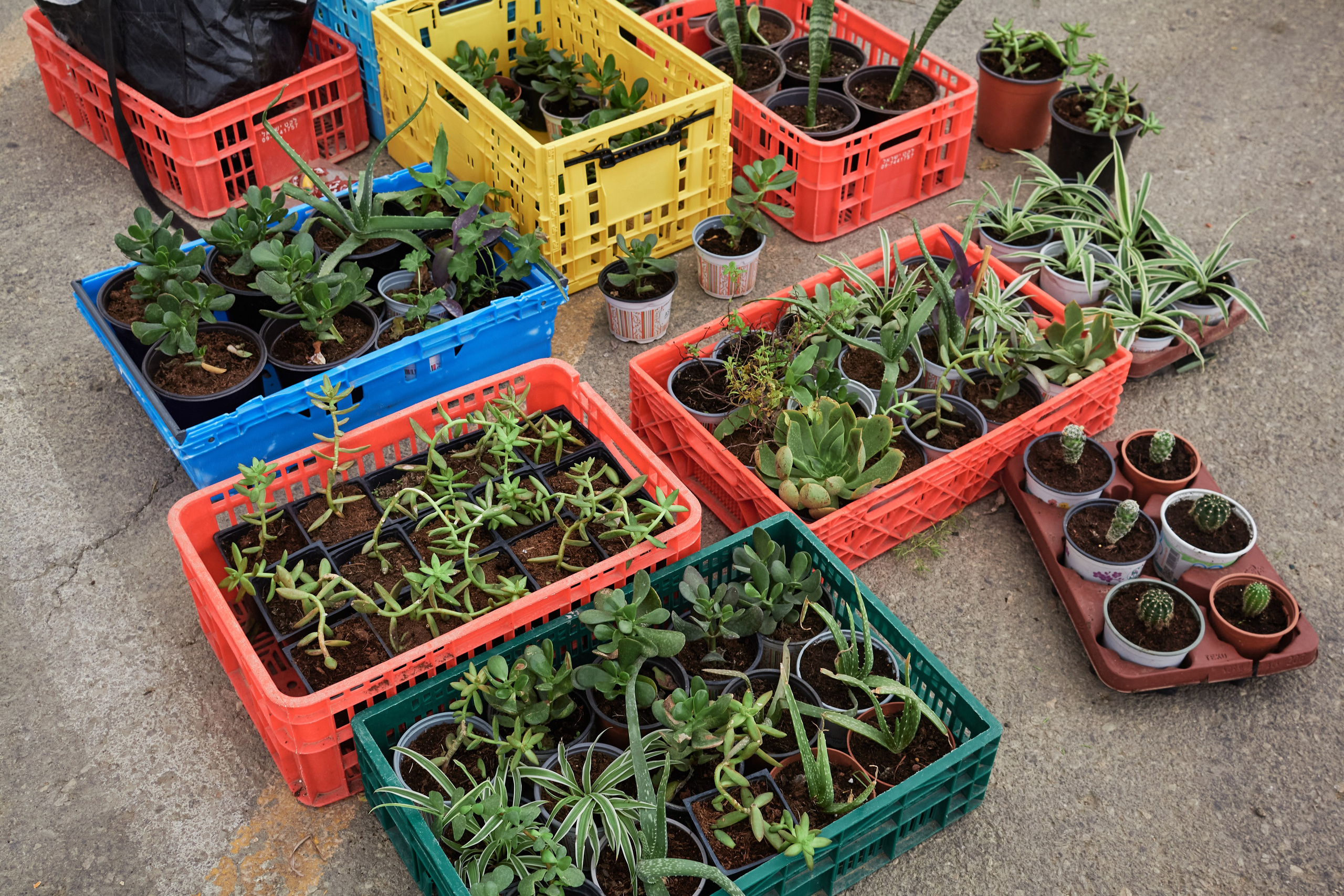 Фоторепортаж: Стена Плача, Иерусалим. Репортажный и портретный фотограф в Санкт-Петербурге Филипп Линзин