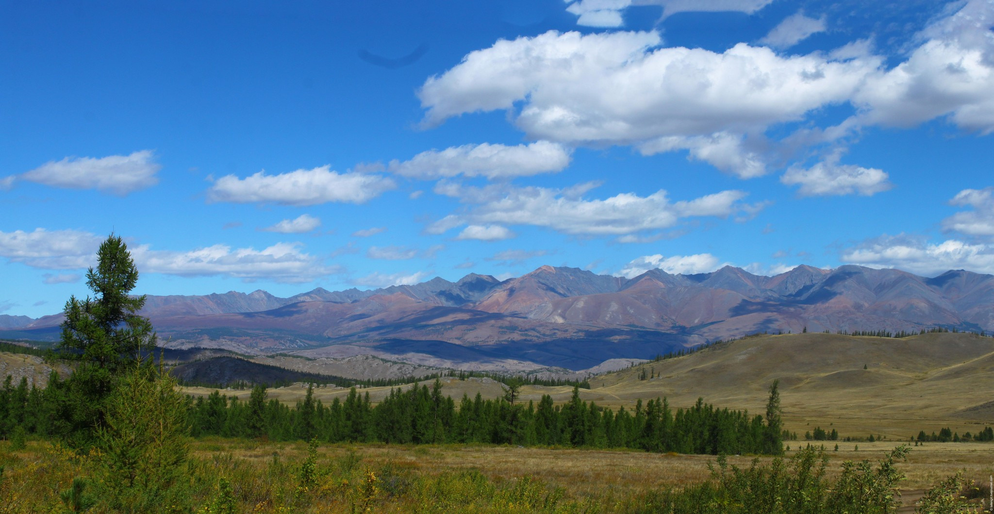 Курайская степь