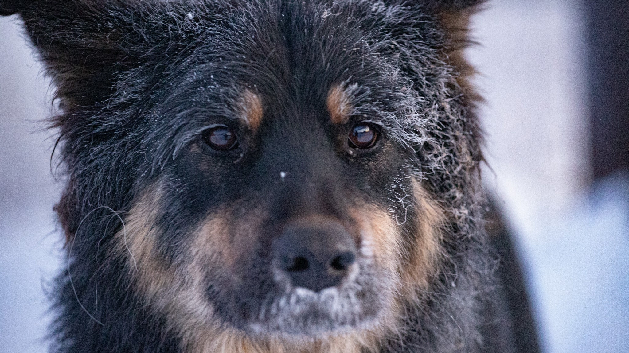 Дудинка -45 С. Фотограф Эдуард Алмадаков