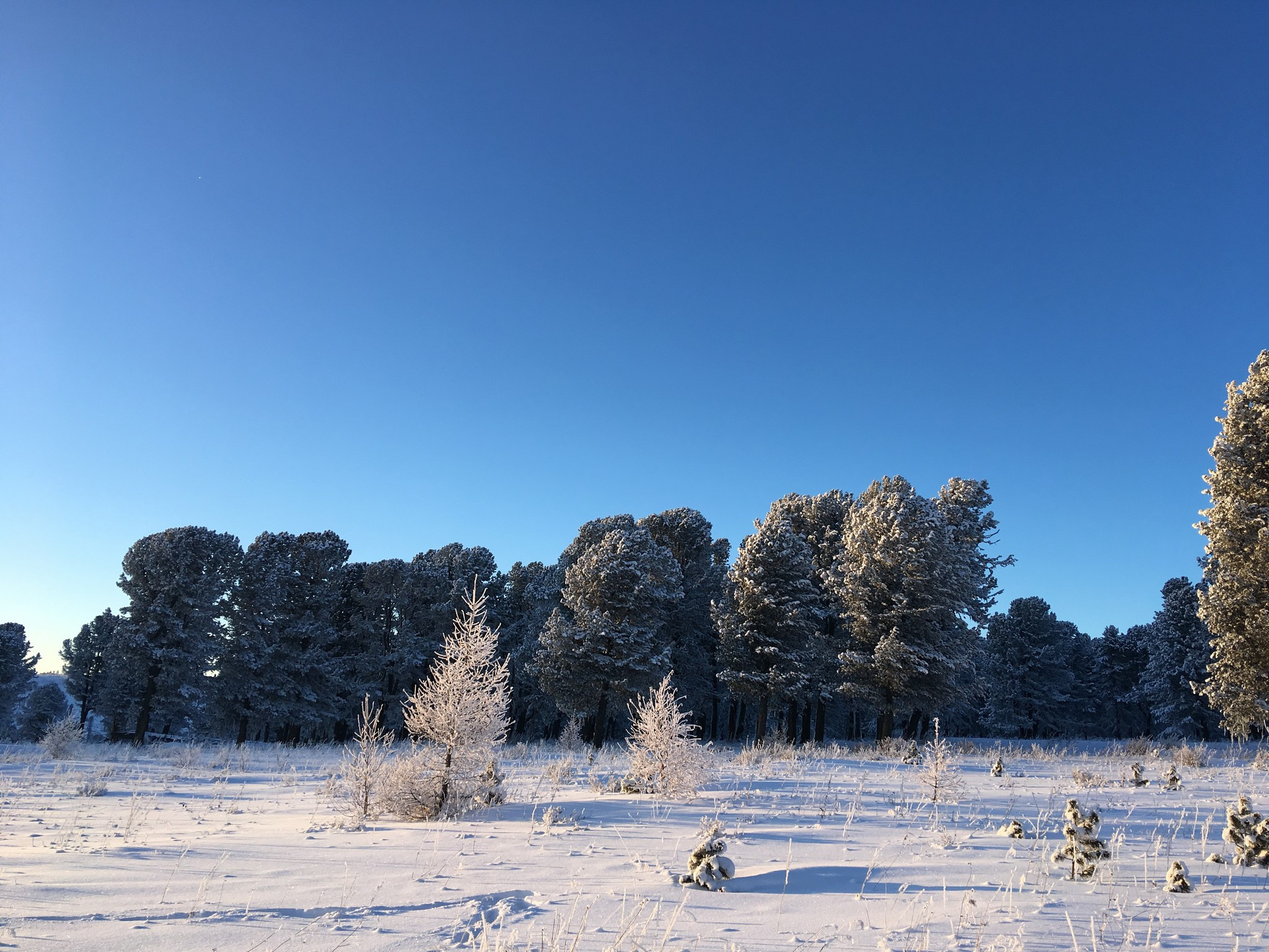 Семинский перевал. Фотограф Эдуард Алмадаков