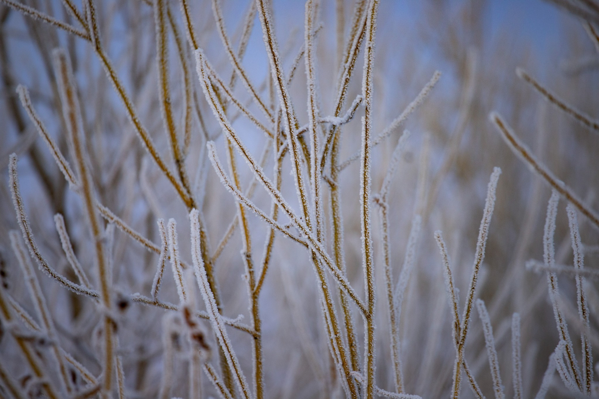 Дудинка -45 С. Фотограф Эдуард Алмадаков