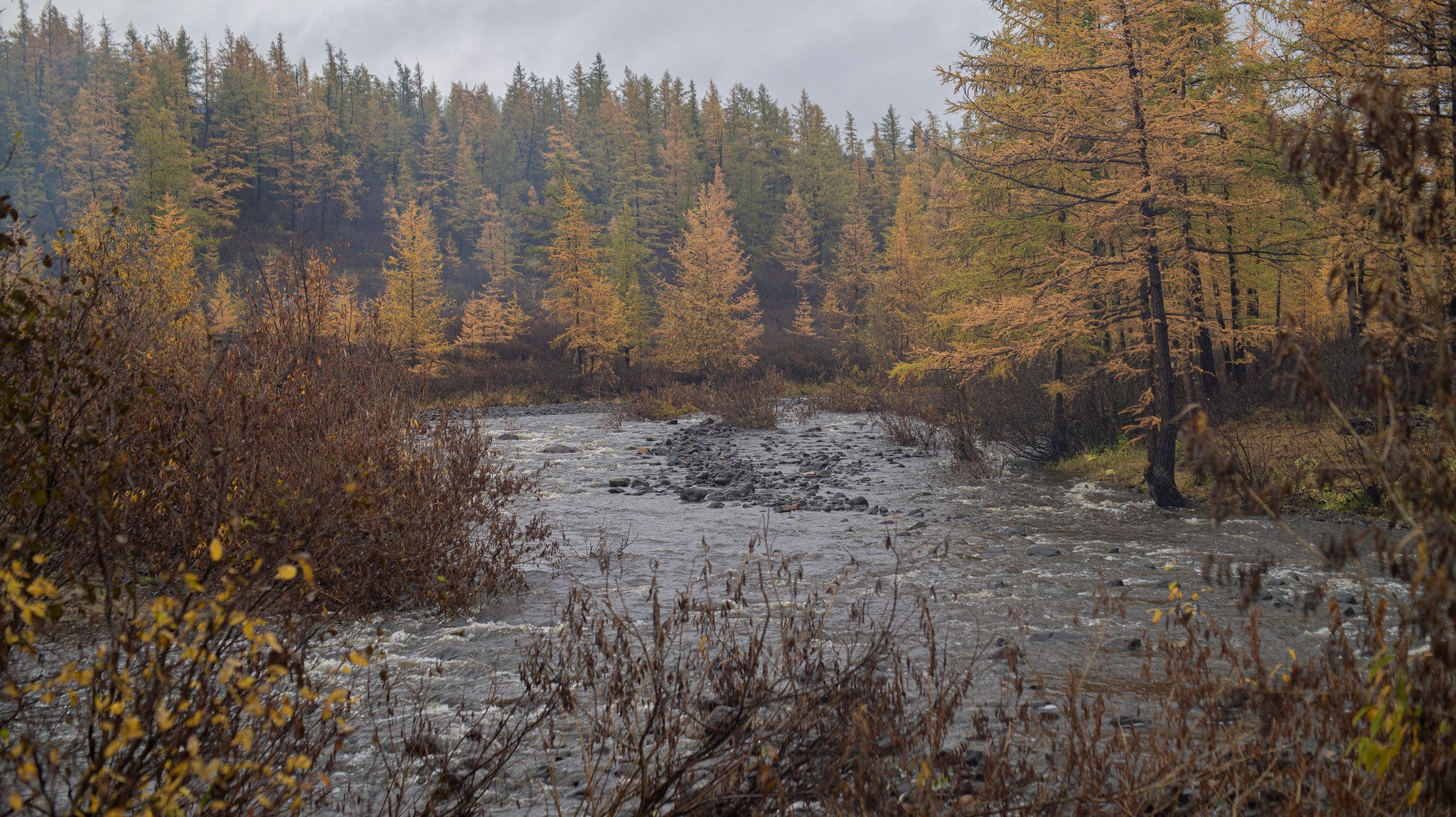 тундра в районе р. Сухой лог. Таймырский Долгано-Ненецкий район