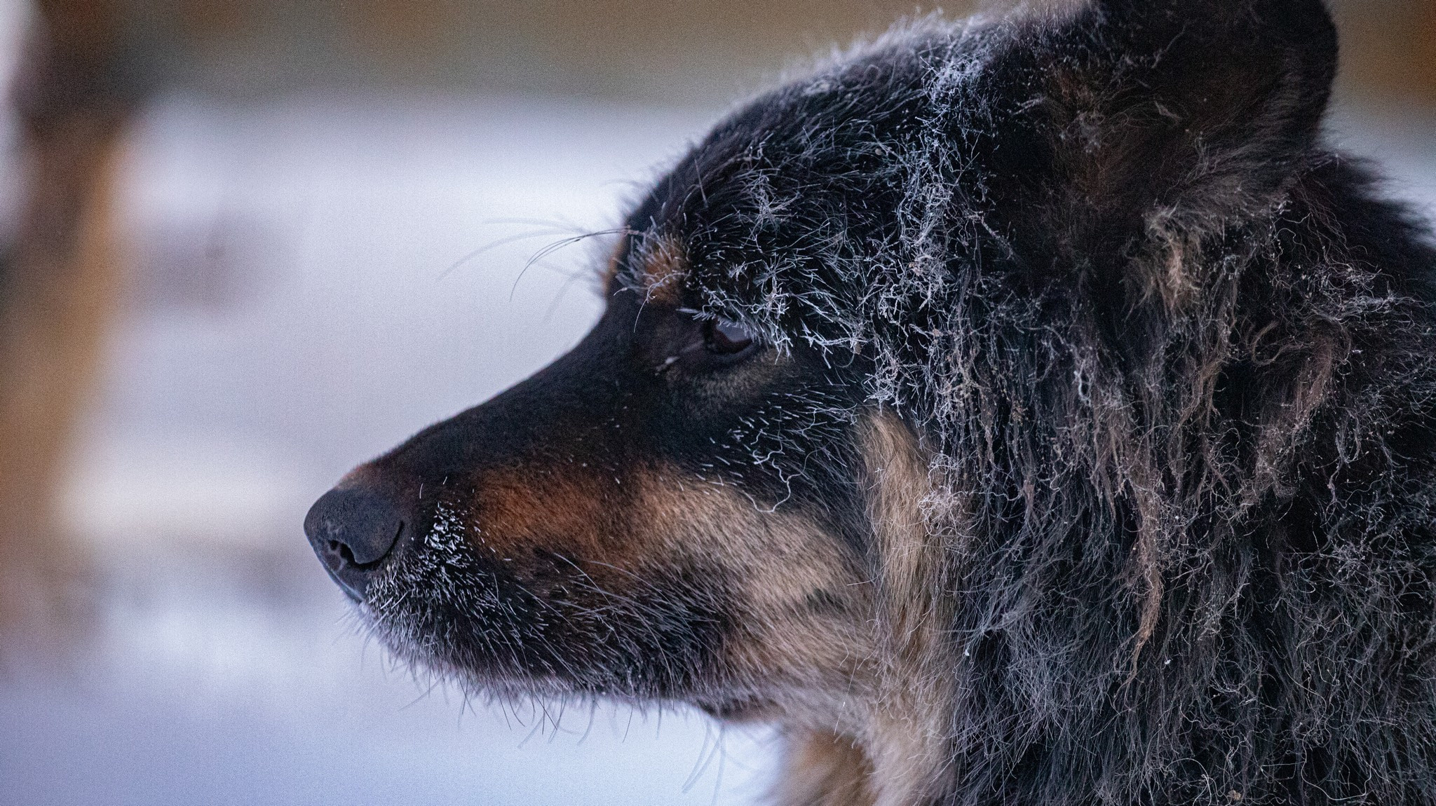 Дудинка -45 С. Фотограф Эдуард Алмадаков