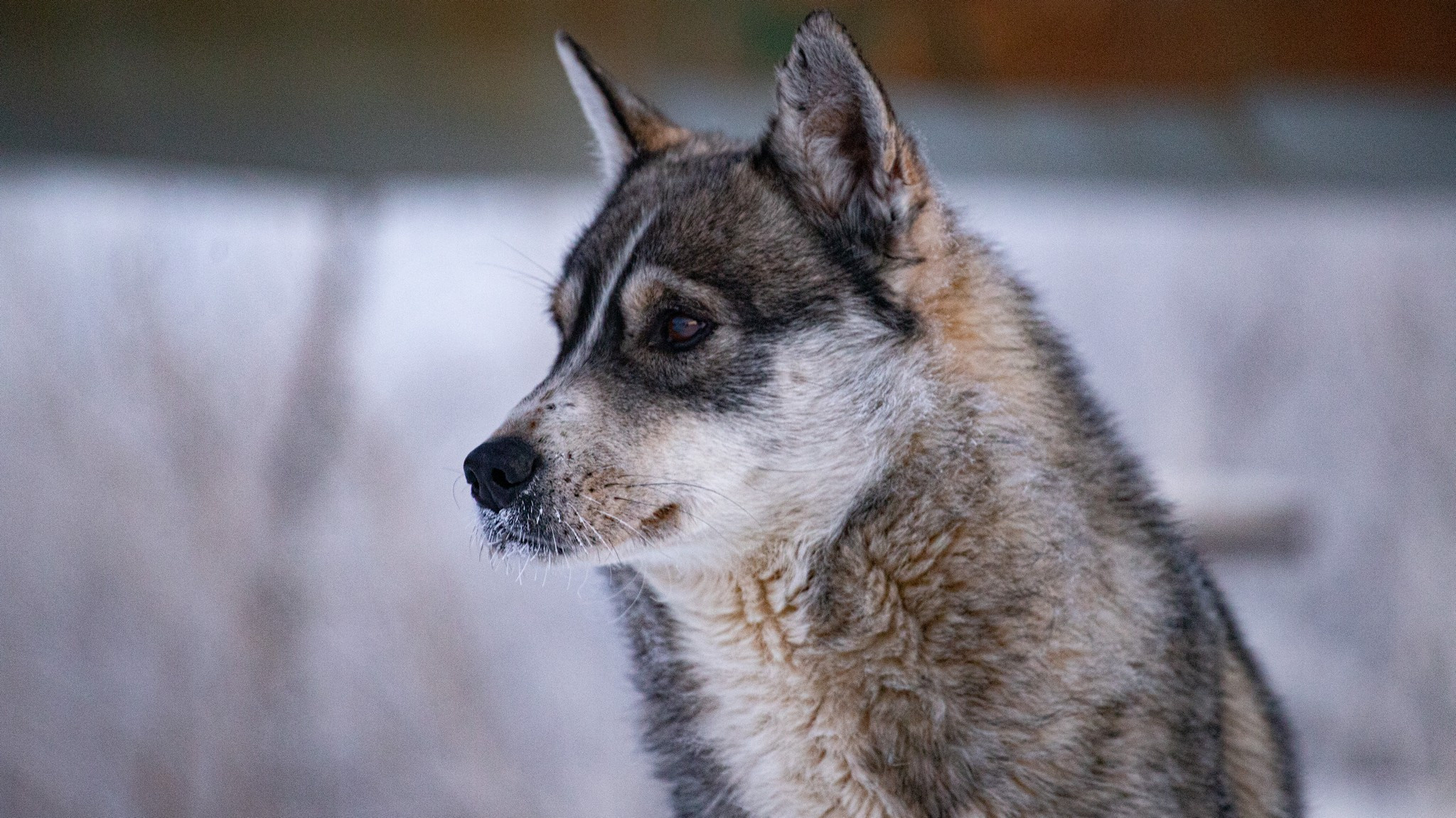 Дудинка -45 С. Фотограф Эдуард Алмадаков
