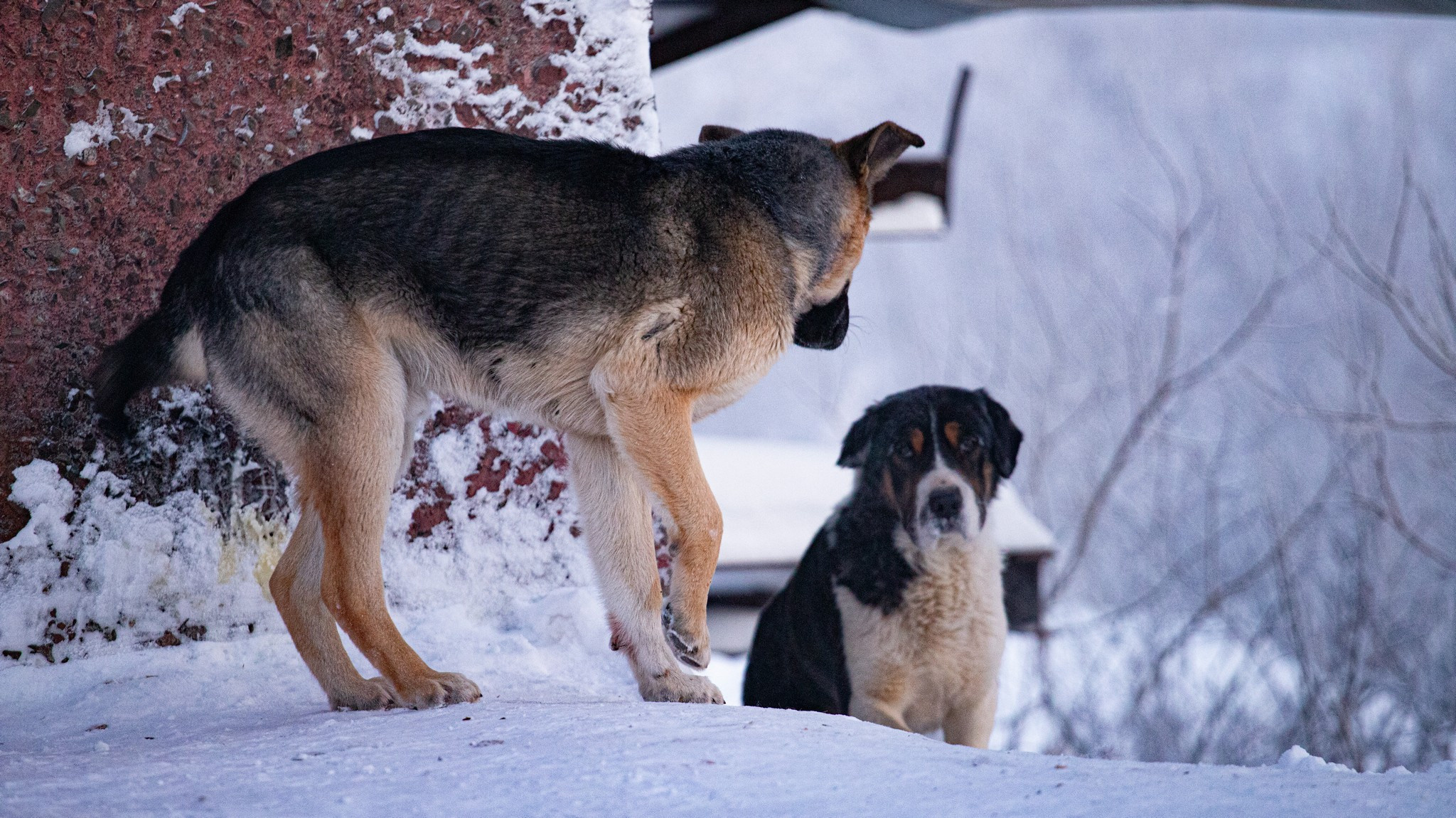 Дудинка -45 С. Фотограф Эдуард Алмадаков