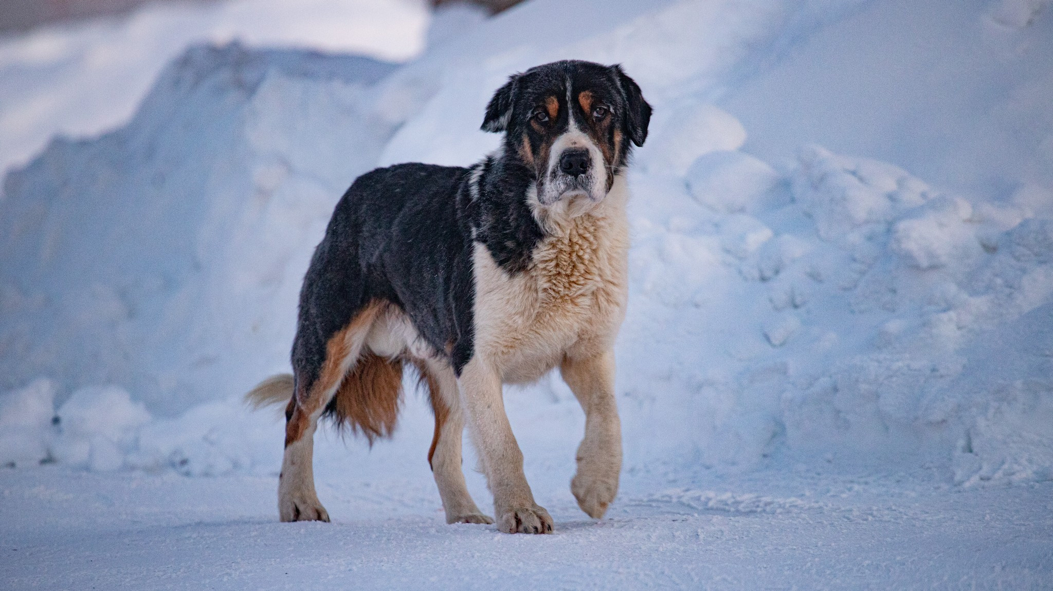 Дудинка -45 С. Фотограф Эдуард Алмадаков