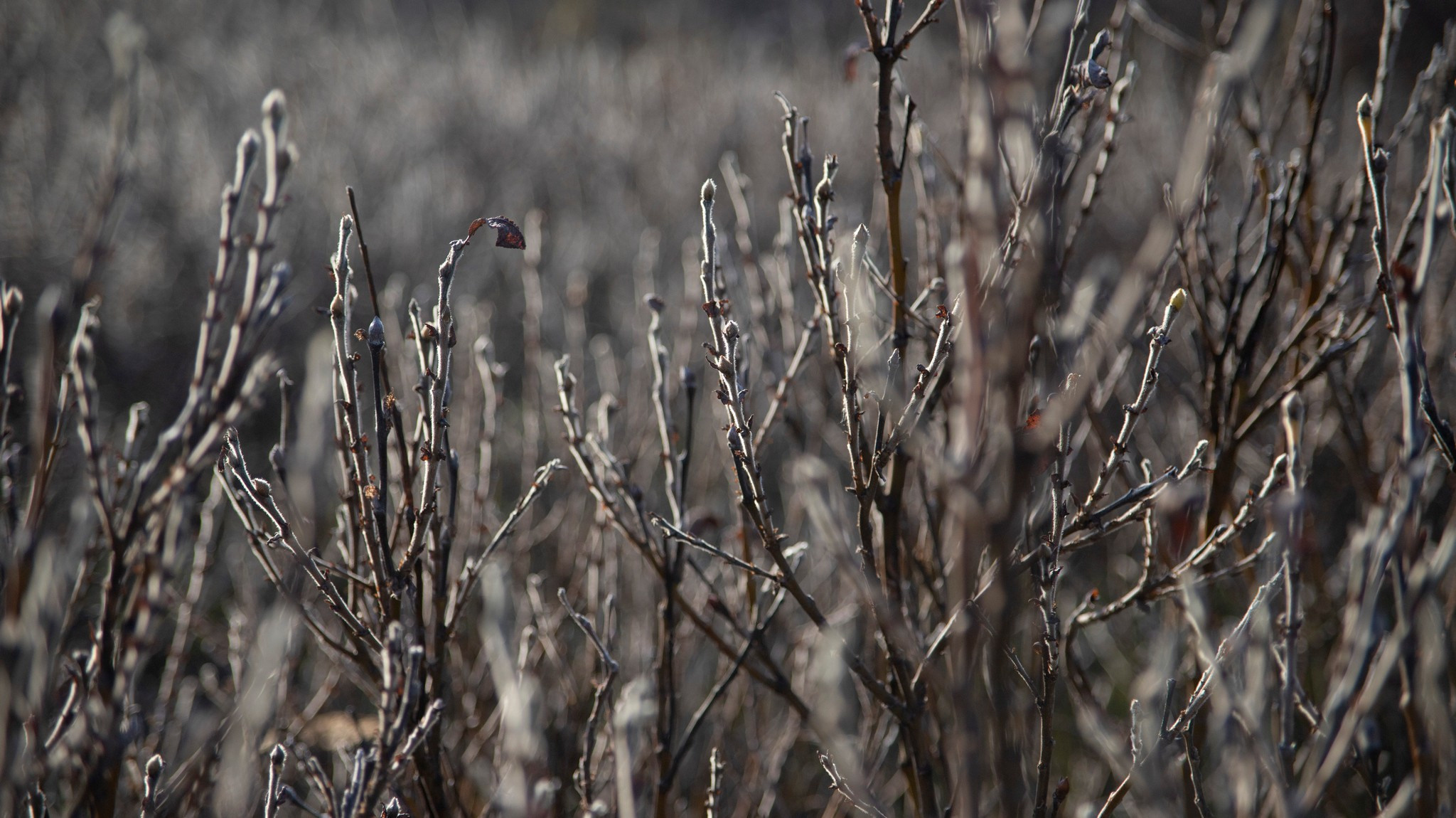 тундра в районе р. Сухой лог. Таймырский Долгано-Ненецкий район