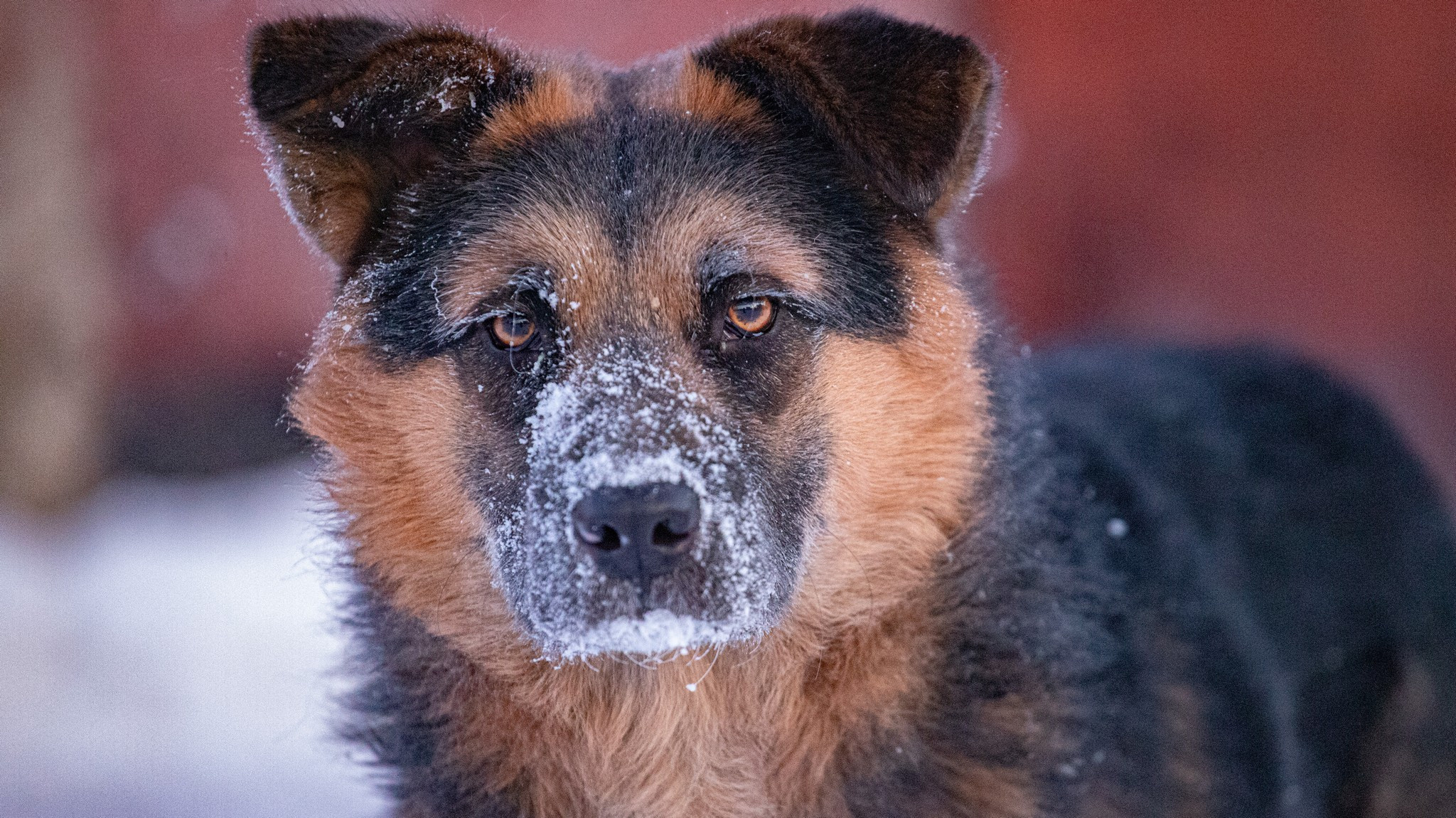 Дудинка -45 С. Фотограф Эдуард Алмадаков