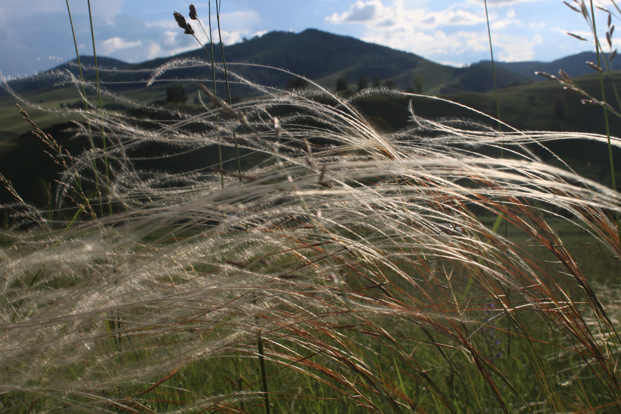Флора и фауна. Фотограф Эдуард Алмадаков