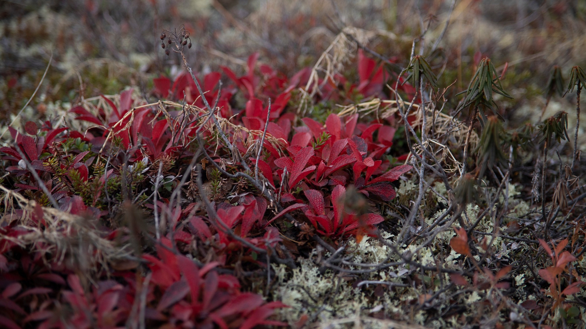 тундра в районе р. Сухой лог. Таймырский Долгано-Ненецкий район