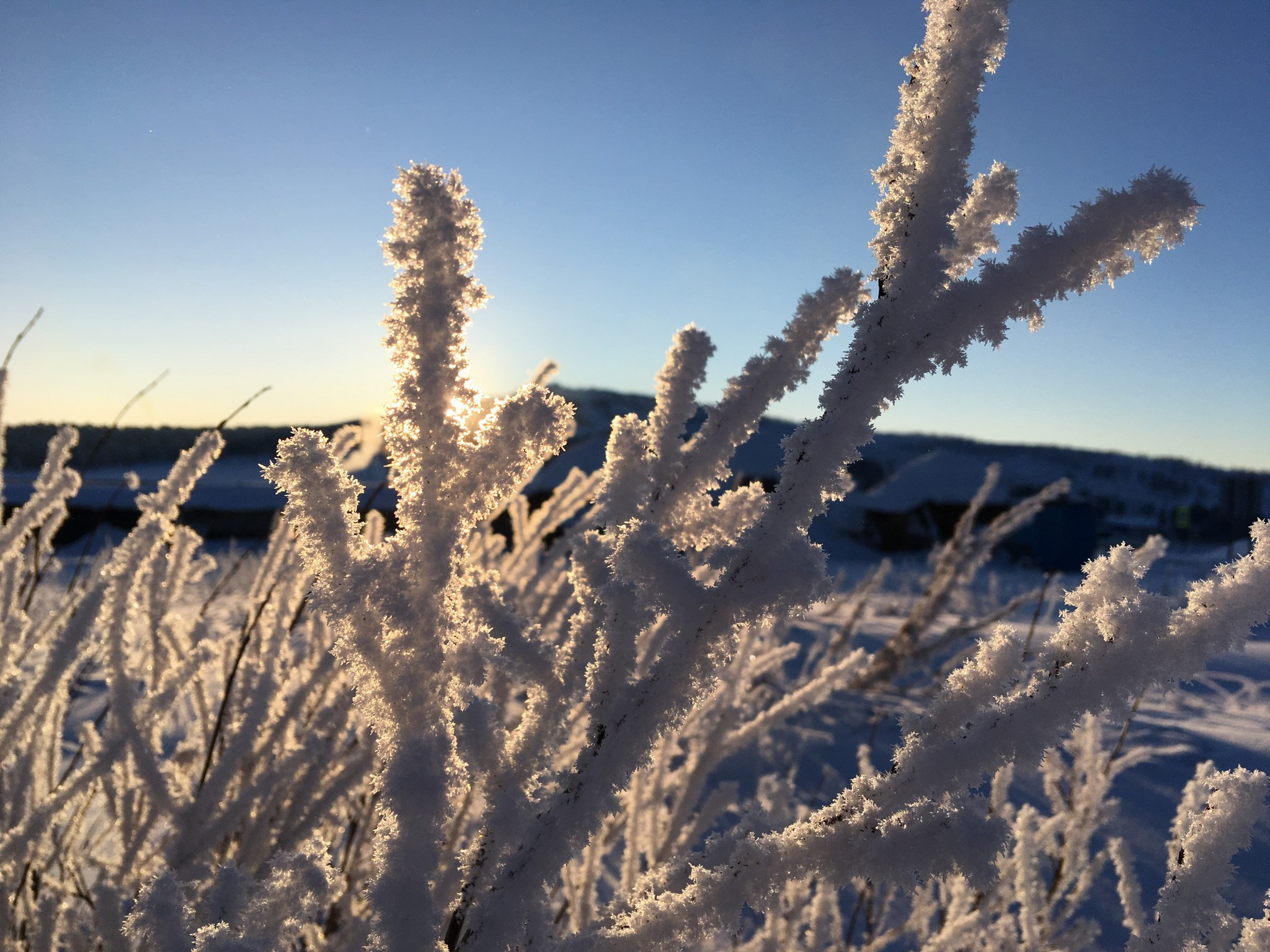 Заиндевевшие кусты на Семинском перевале 