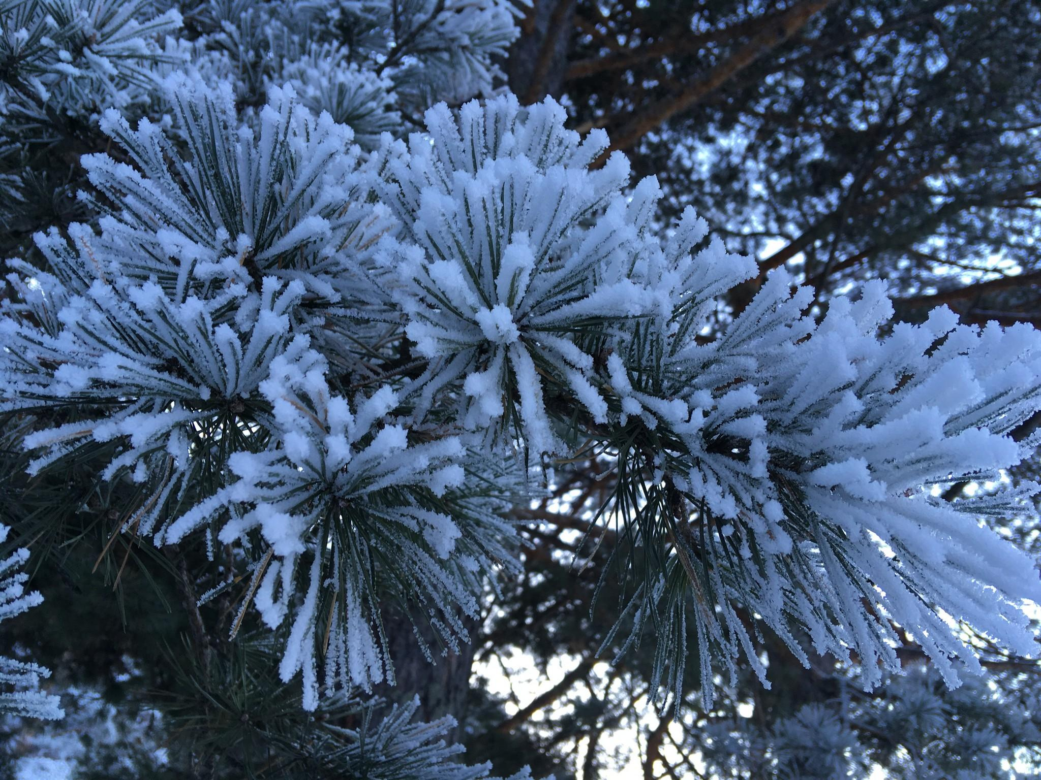 Зимний Чемал. Фотограф Эдуард Алмадаков
