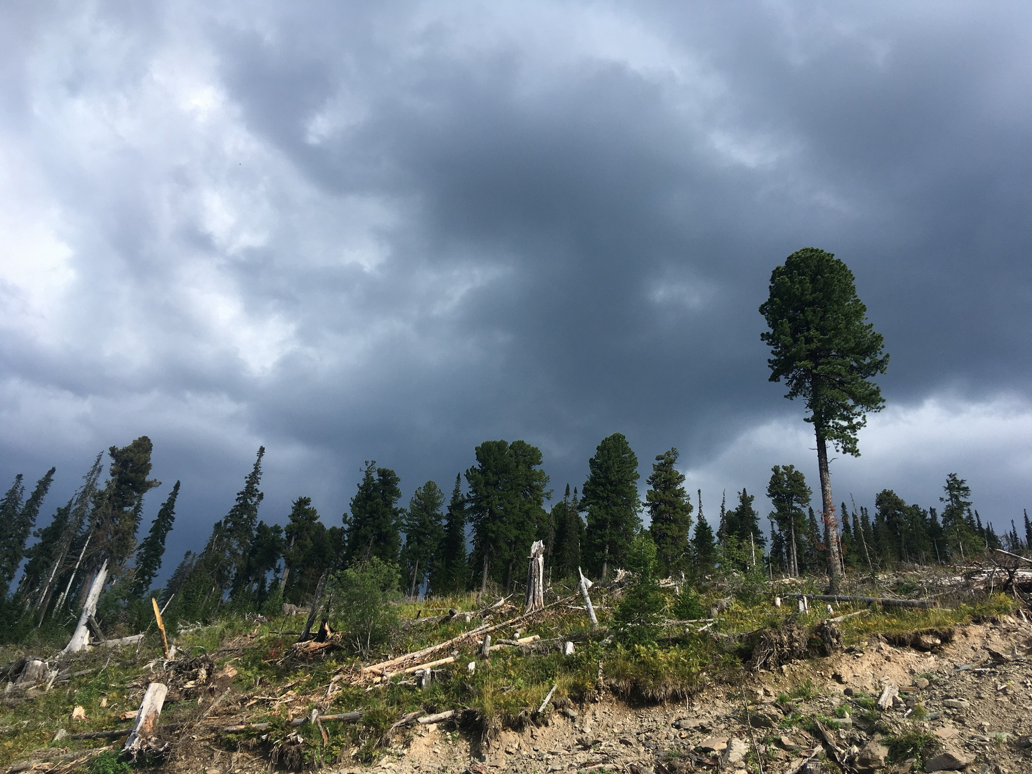 Золотое кольцо Алтая 2021 (iPhone7). Фотограф Эдуард Алмадаков