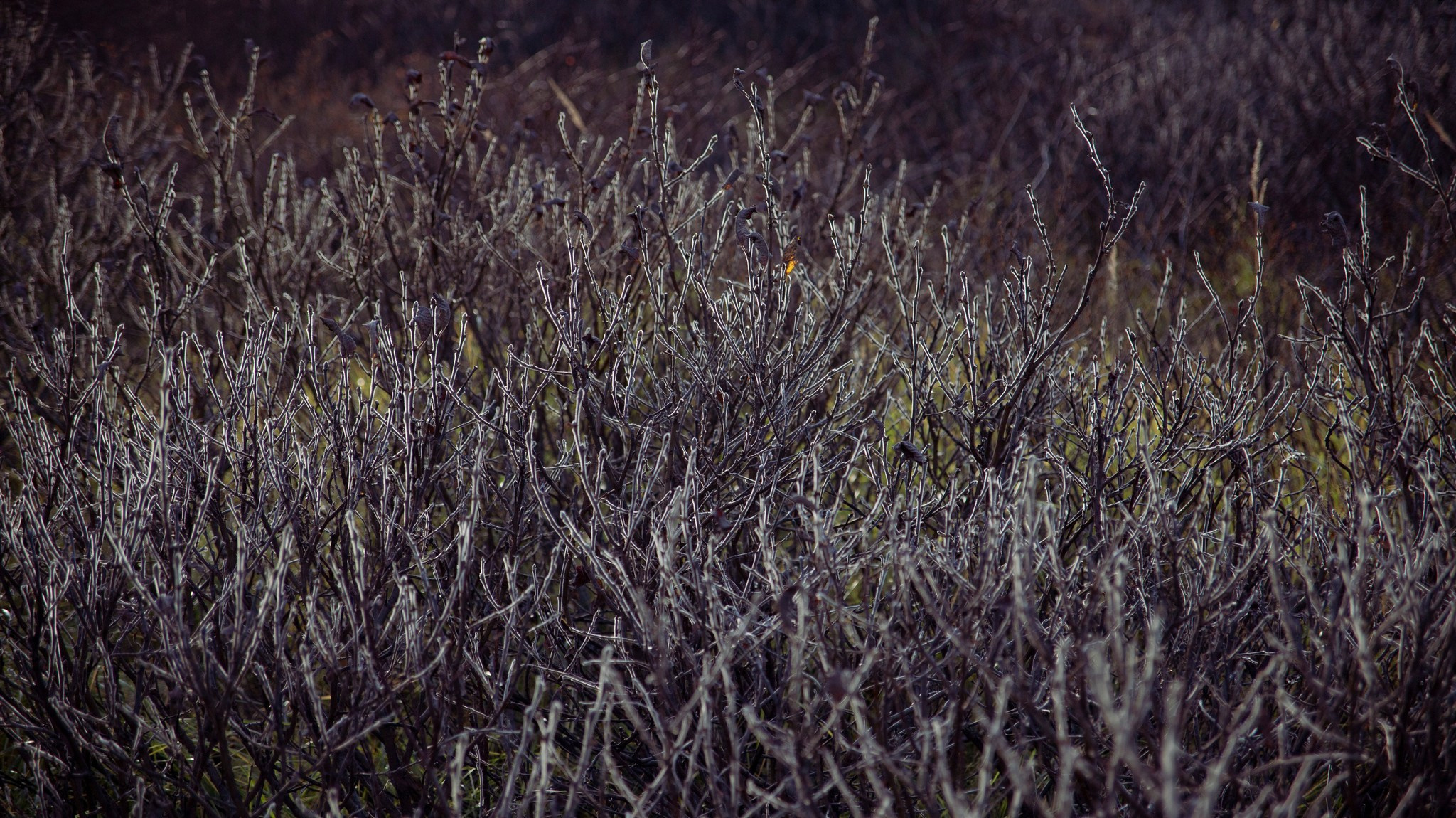 тундра в районе р. Сухой лог. Таймырский Долгано-Ненецкий район