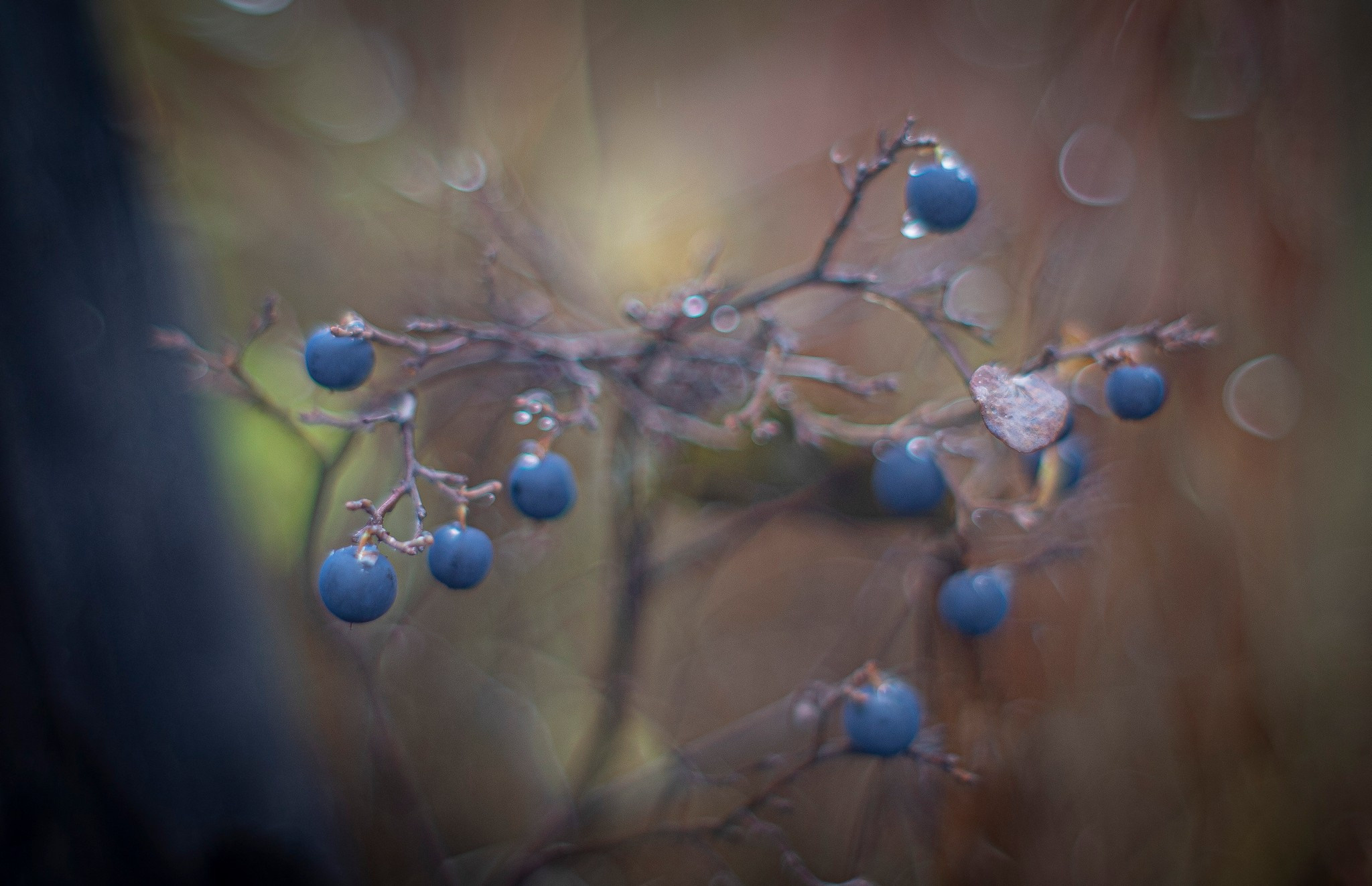 ягода в тундре в районе р. Сухой лог. Таймырский Долгано-Ненецкий район