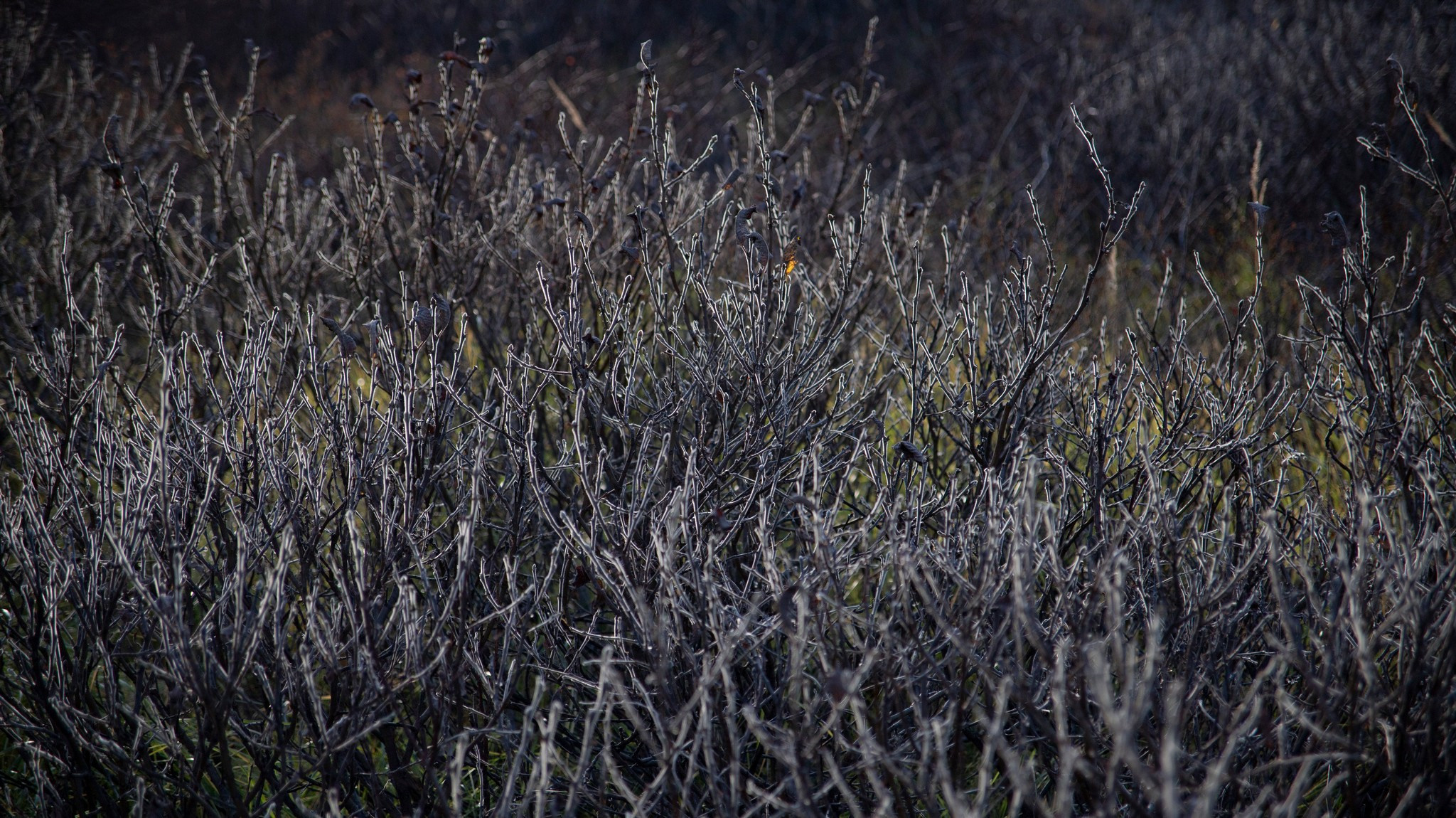 тундра в районе р. Сухой лог. Таймырский Долгано-Ненецкий район
