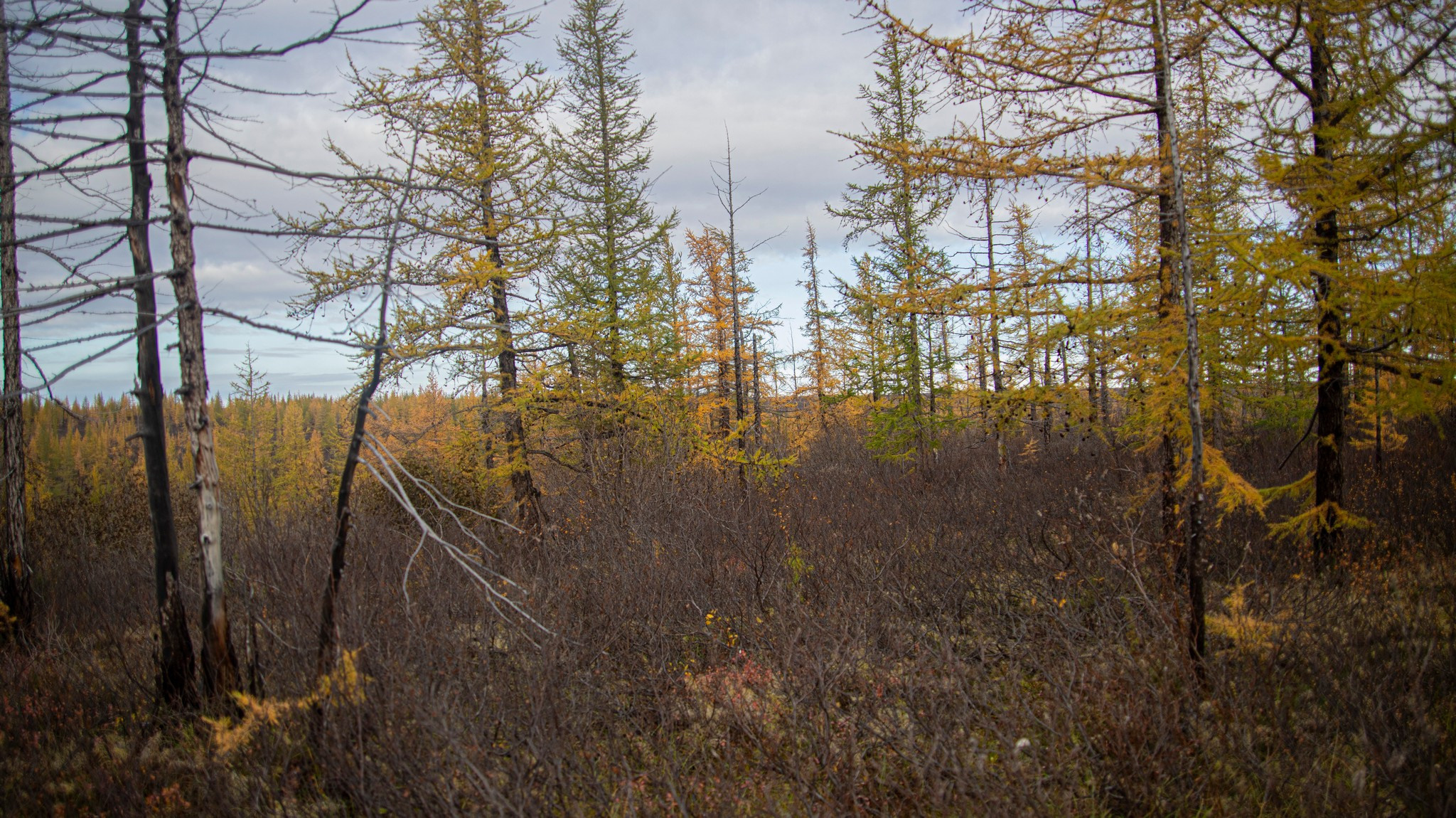 тундра в районе р. Сухой лог. Таймырский Долгано-Ненецкий район