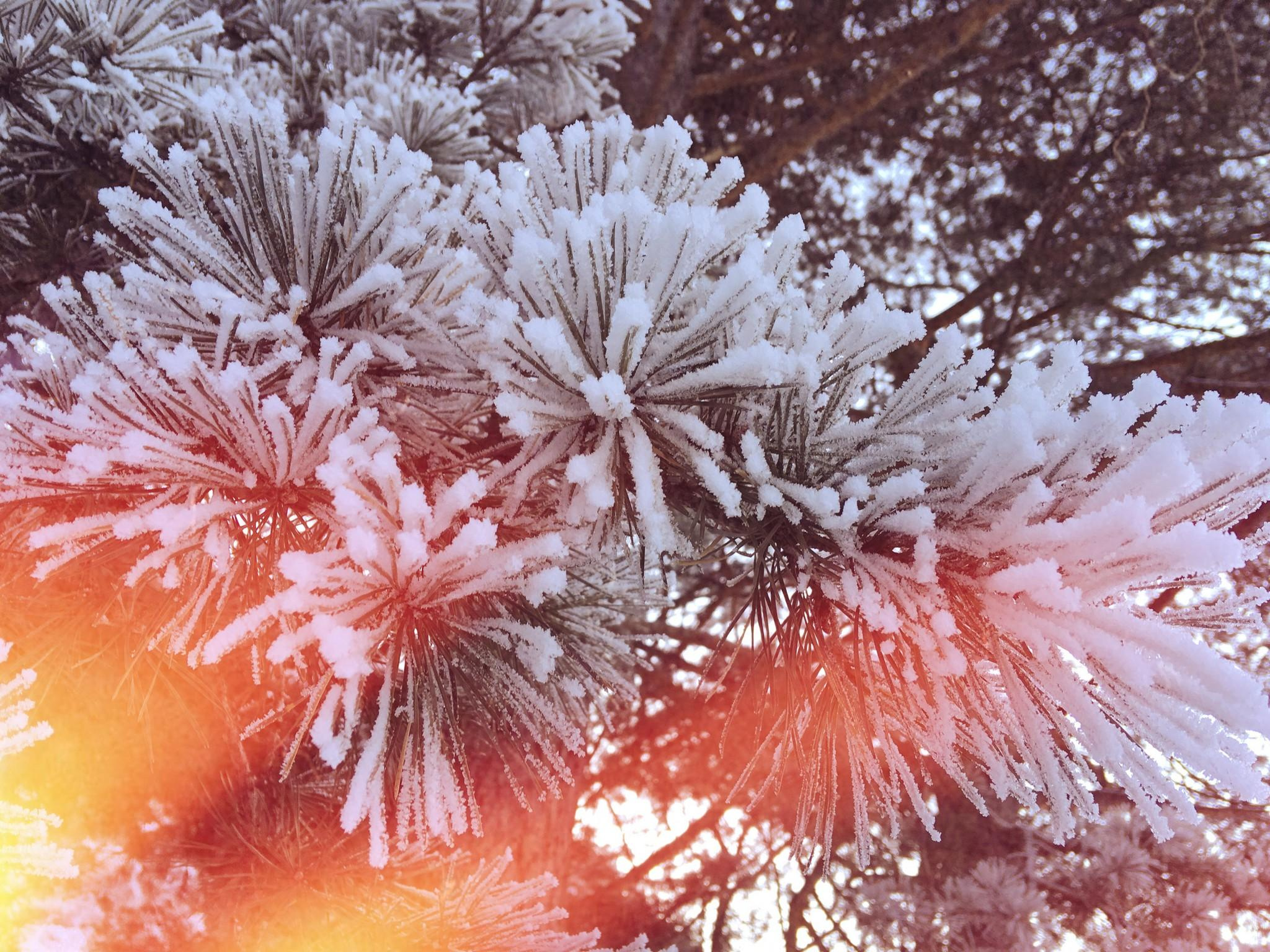 Зимний Чемал. Фотограф Эдуард Алмадаков