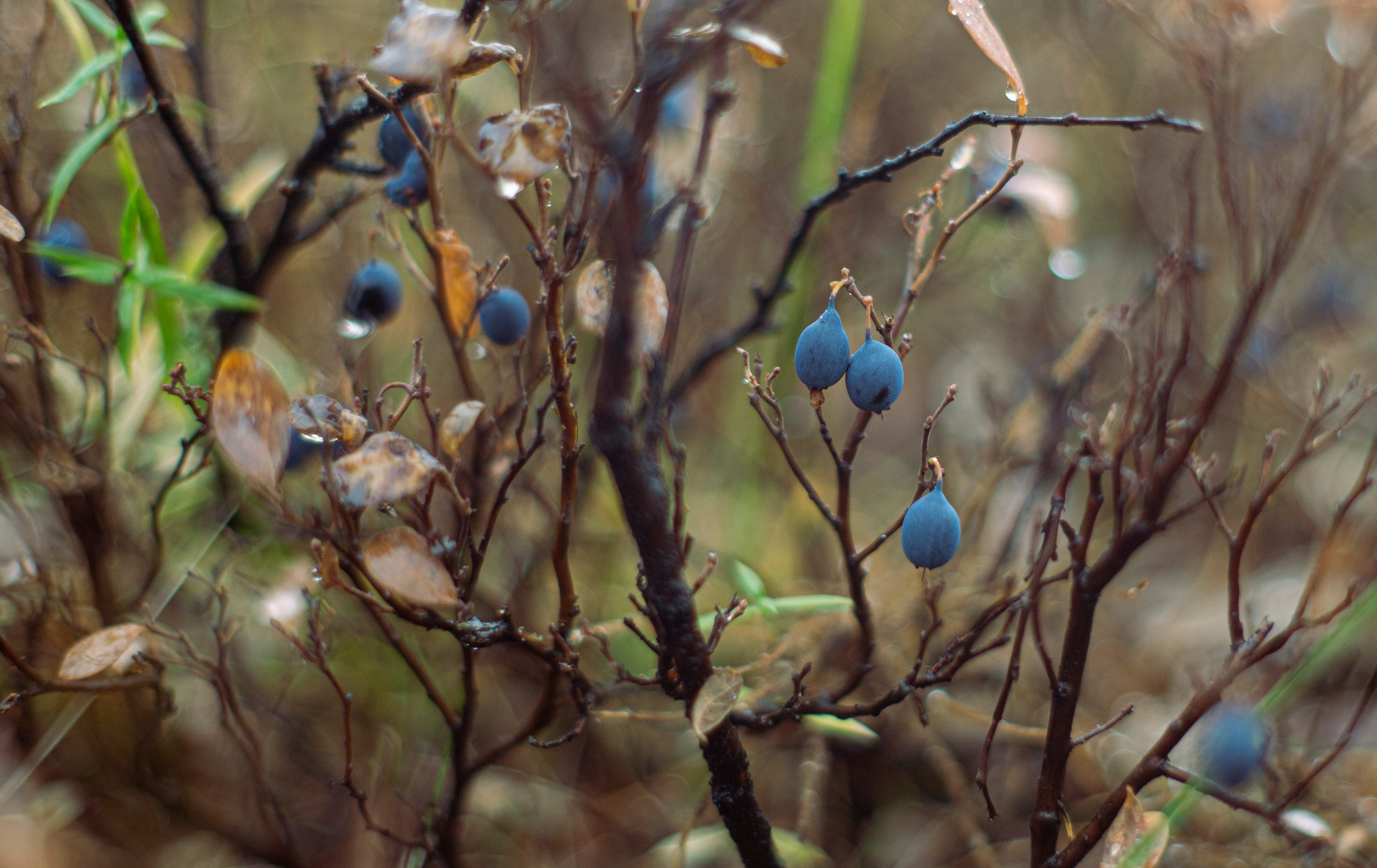ягода в тундре в районе р. Сухой лог. Таймырский Долгано-Ненецкий район