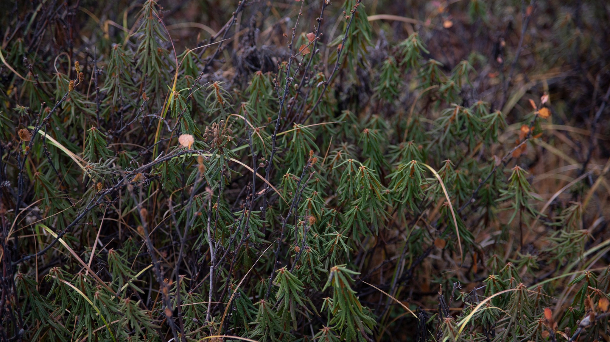 тундра в районе р. Сухой лог. Таймырский Долгано-Ненецкий район