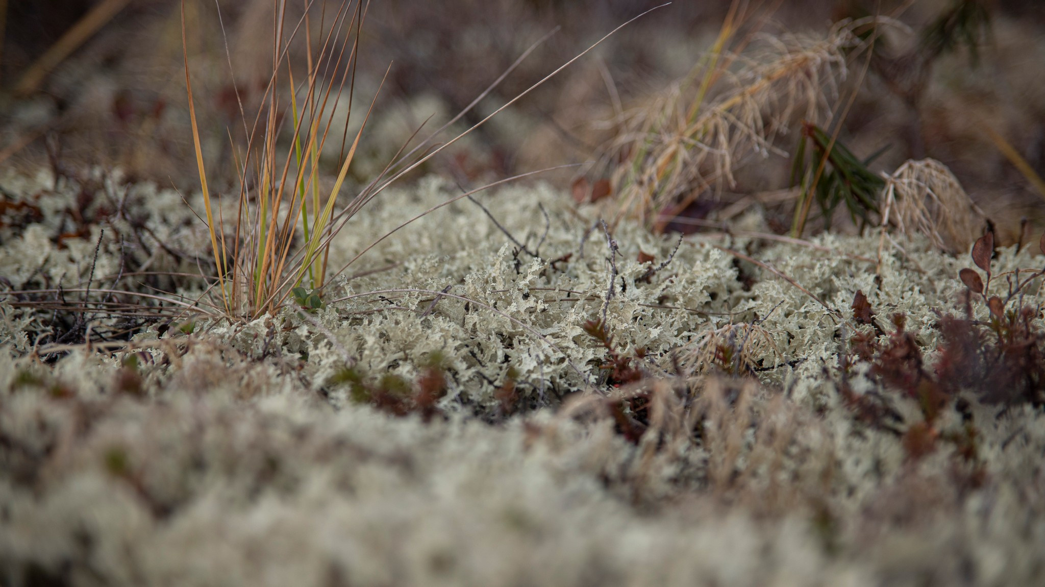 тундра в районе р. Сухой лог. Таймырский Долгано-Ненецкий район