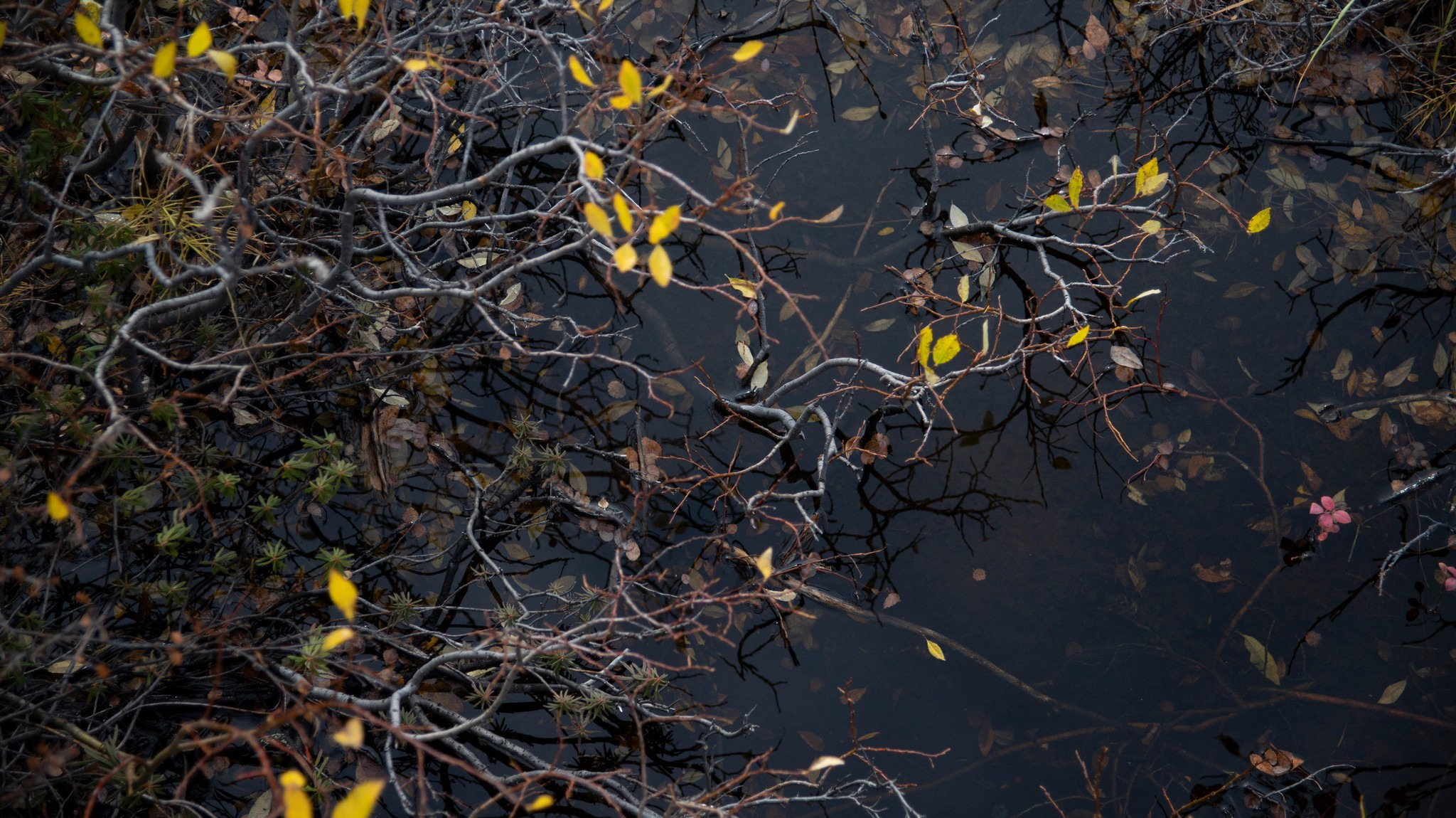 тундра в районе р. Сухой лог. Таймырский Долгано-Ненецкий район